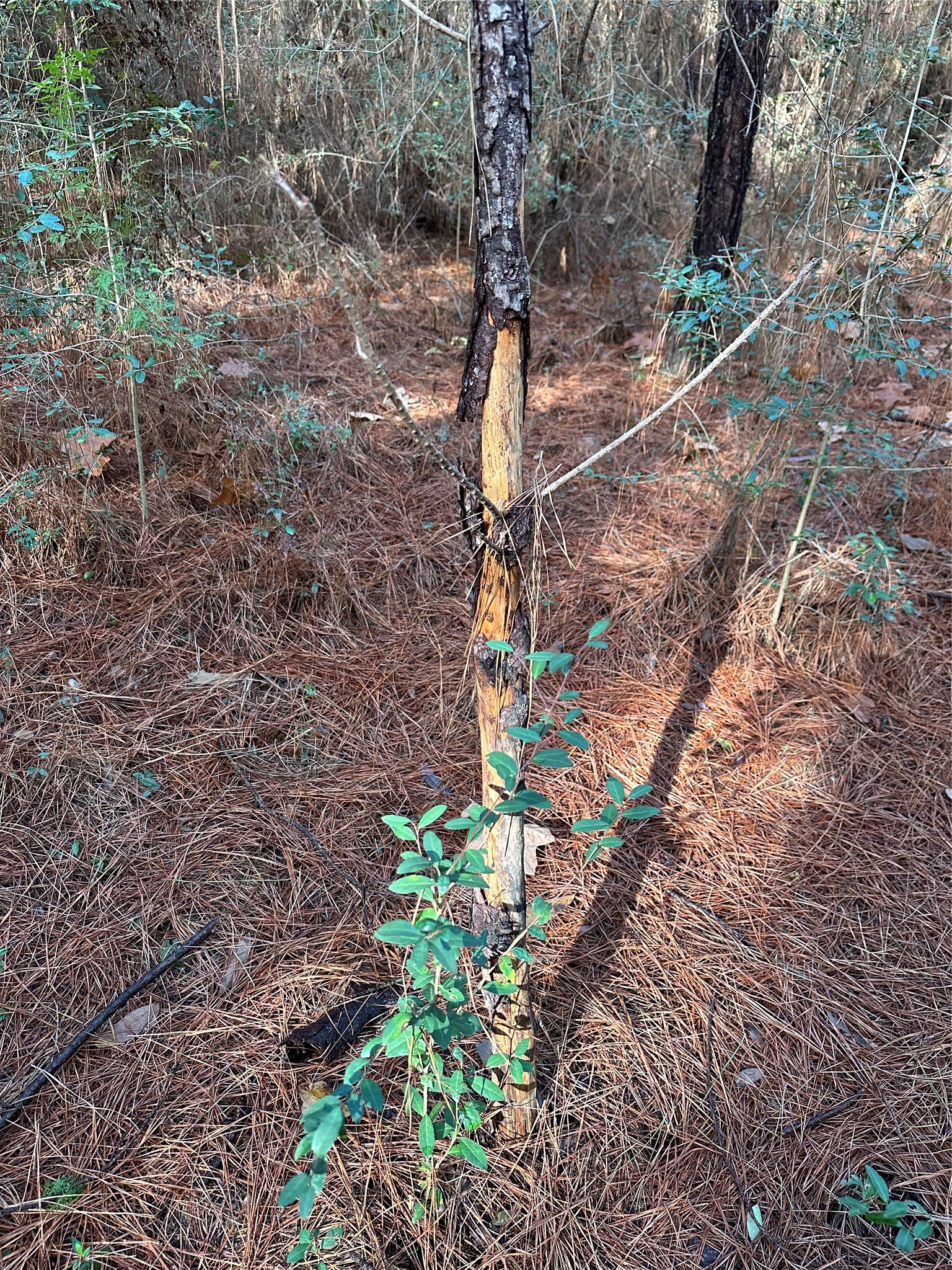 Tbd Segno Fire Lane Livingston TX 77351