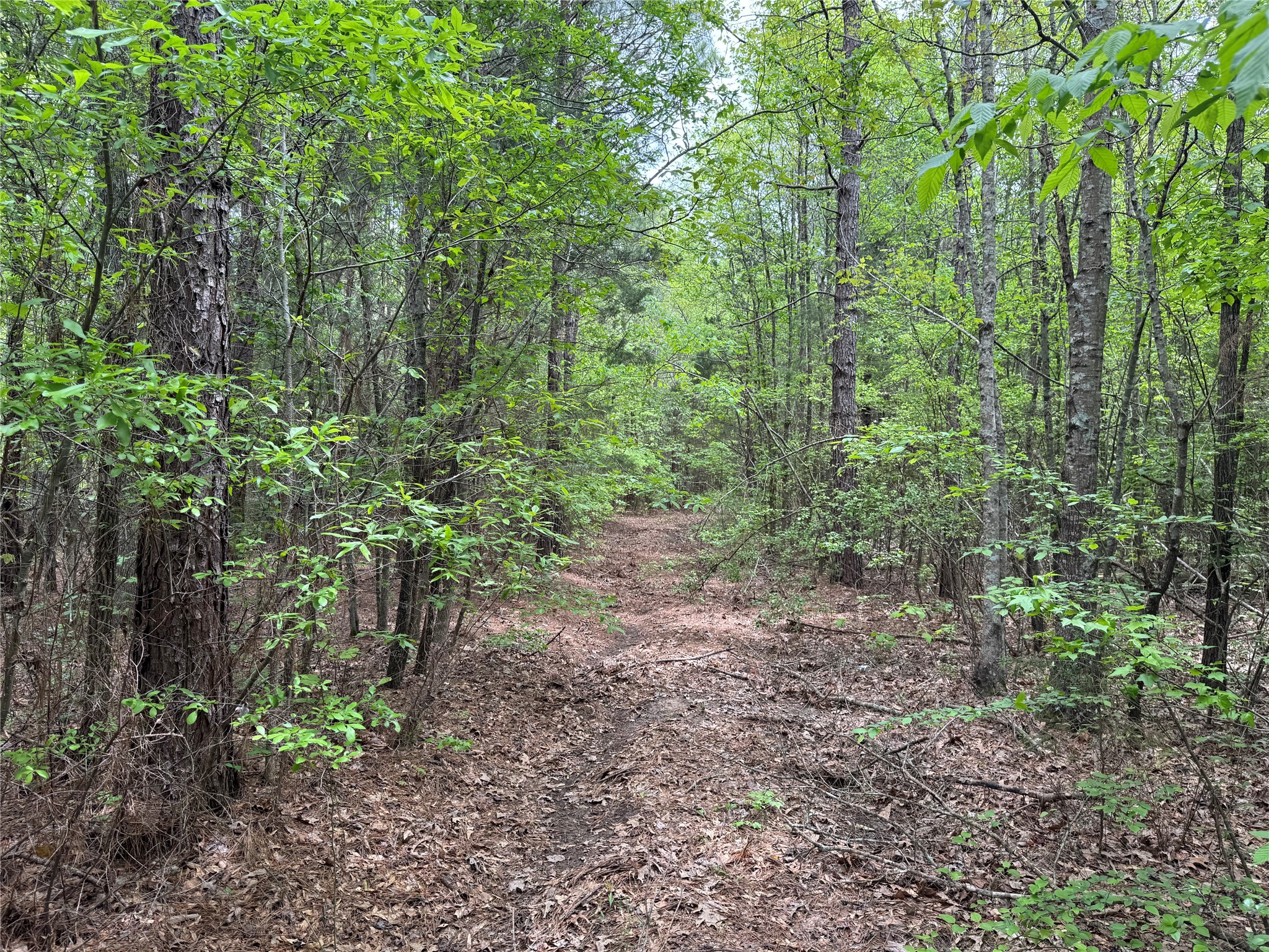 Tbd County Road 2742 Naples TX 75568