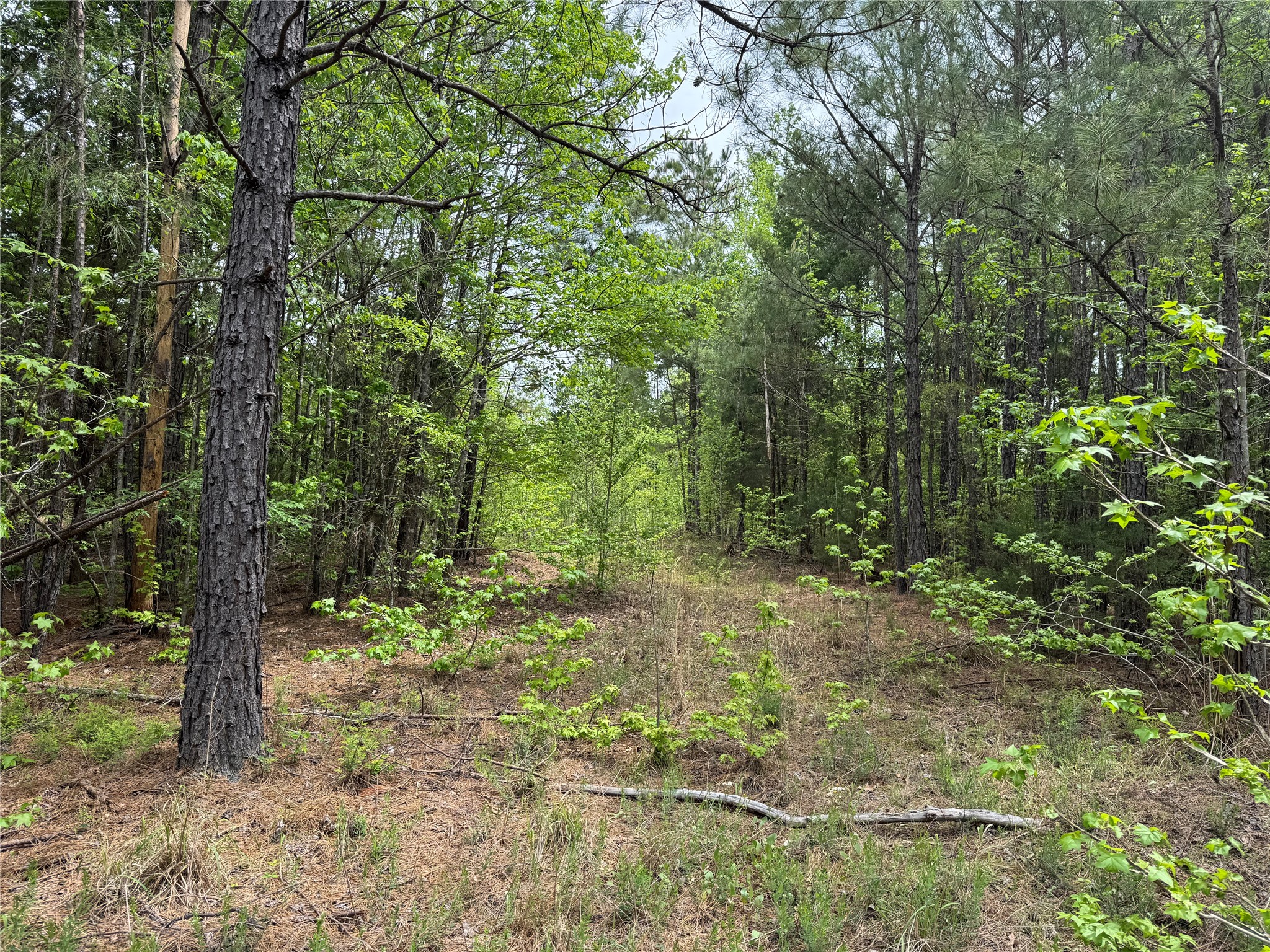 Tbd County Road 2742 Naples TX 75568