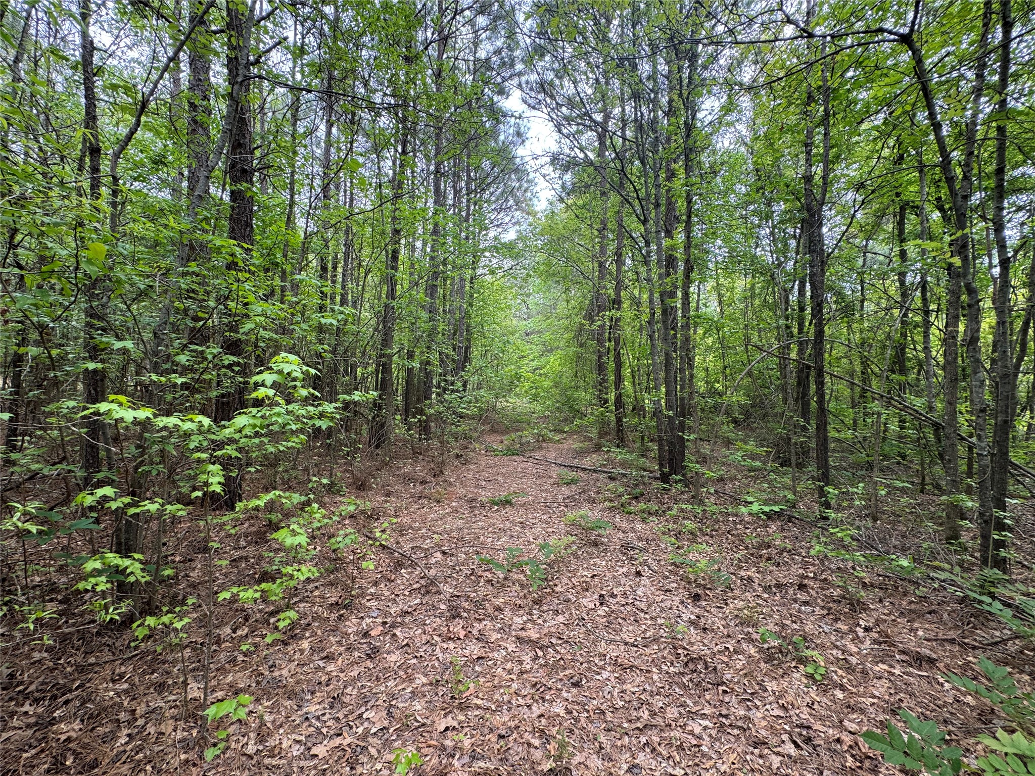 Tbd County Road 2742 Naples TX 75568