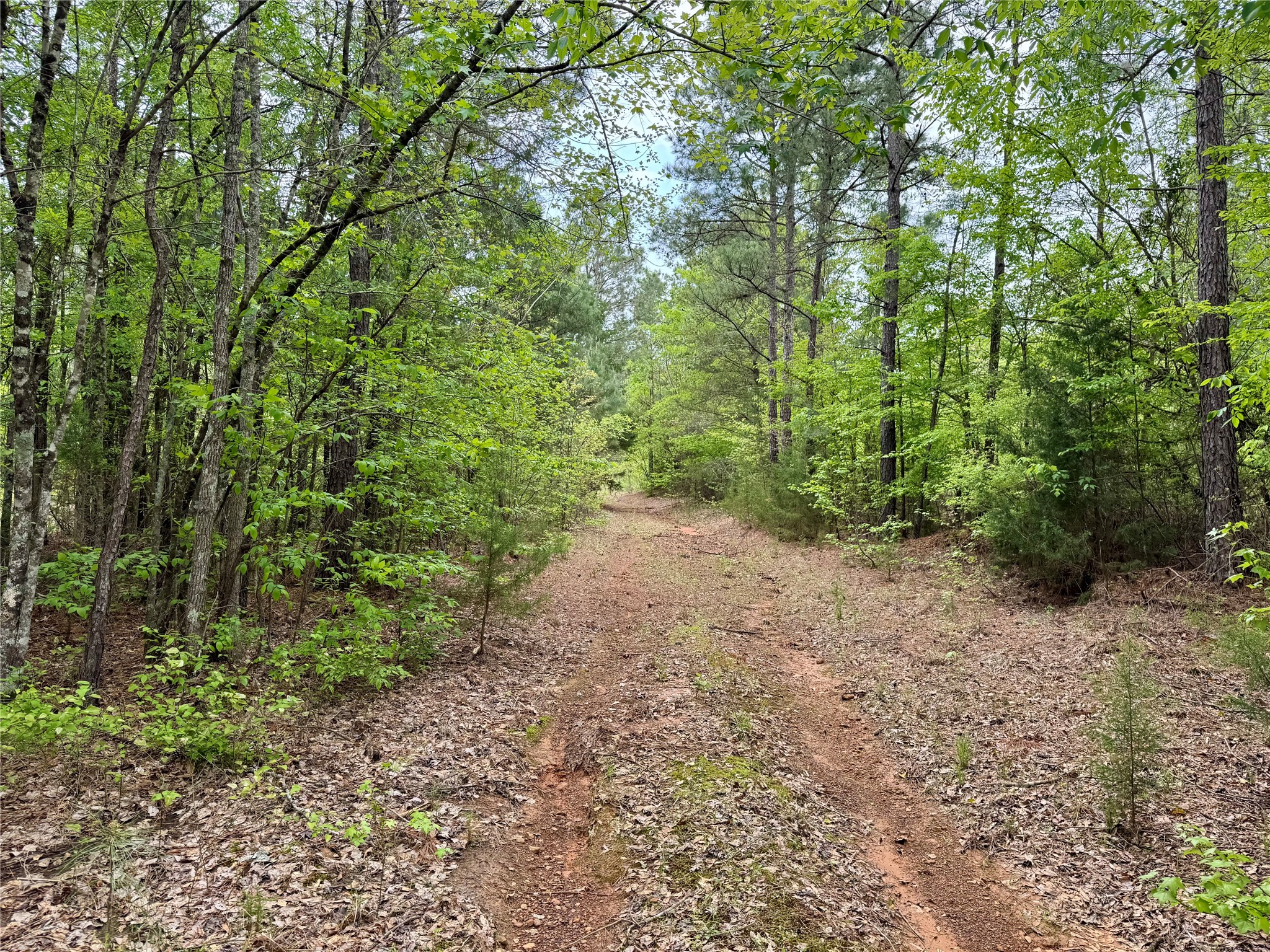 Tbd County Road 2742 Naples TX 75568