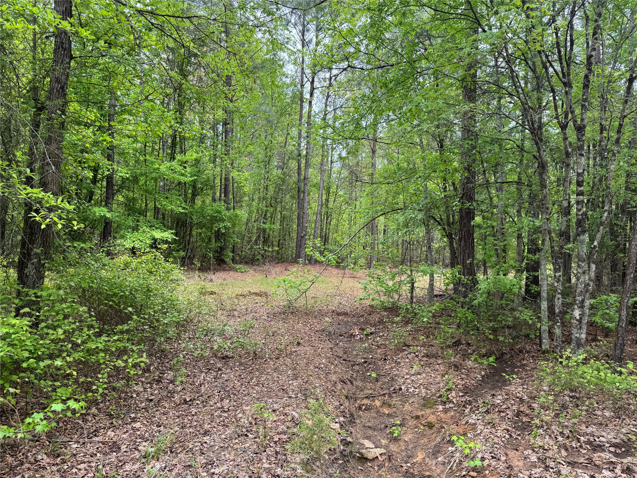 Tbd County Road 2742 Naples TX 75568
