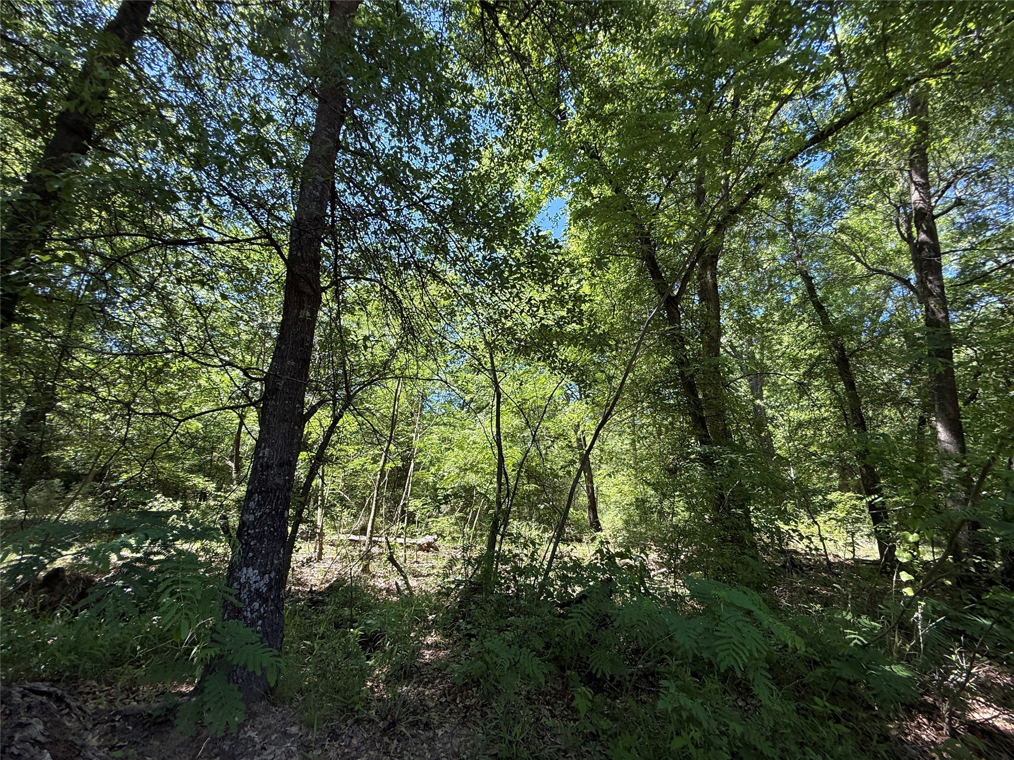 72 Ac N Farm Road 900 N Saltillo TX 75478