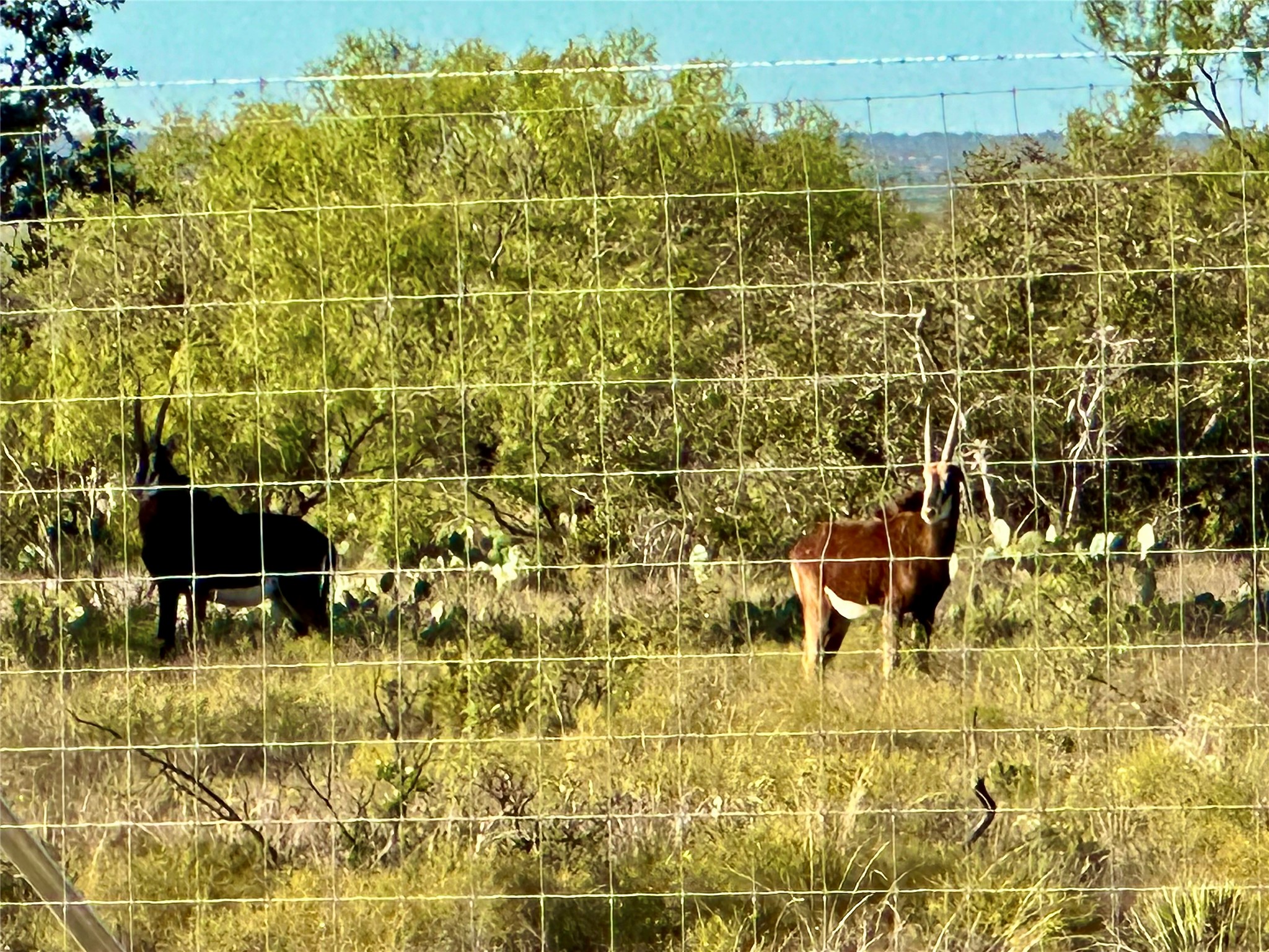 401 Fallow Spur Melvin TX 76858