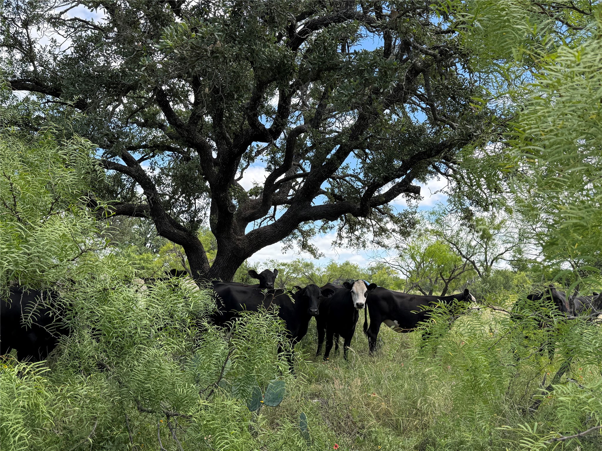 401 Fallow Spur Melvin TX 76858