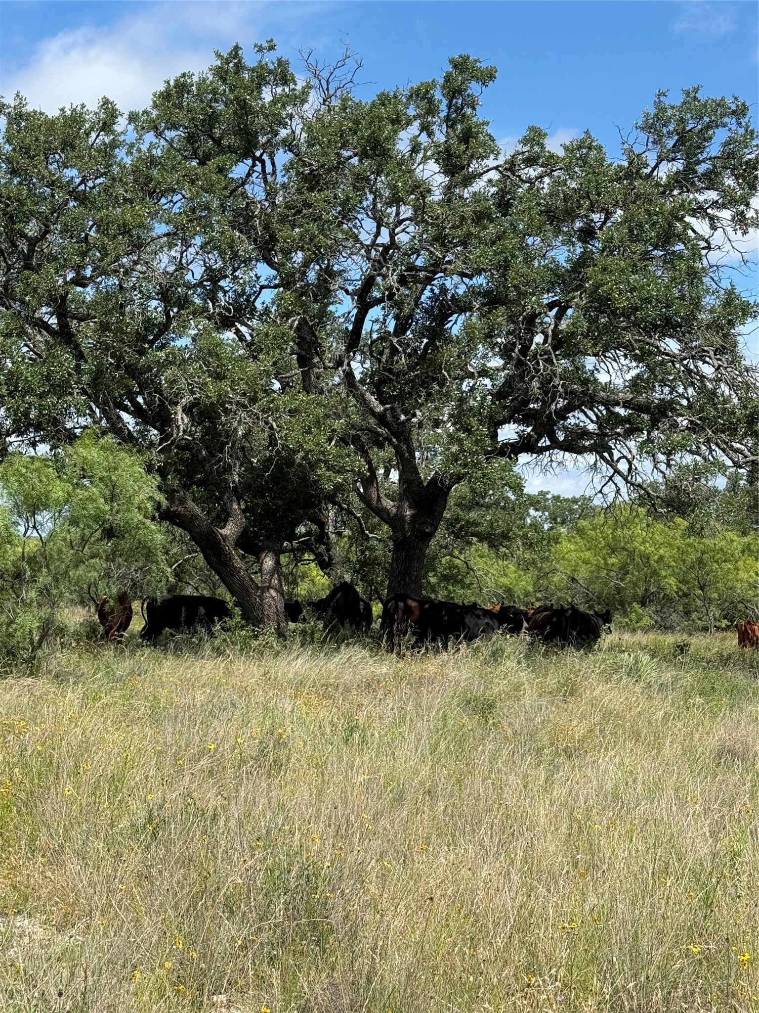 401 Fallow Spur Melvin TX 76858