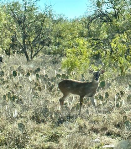 401 Fallow Spur Melvin TX 76858