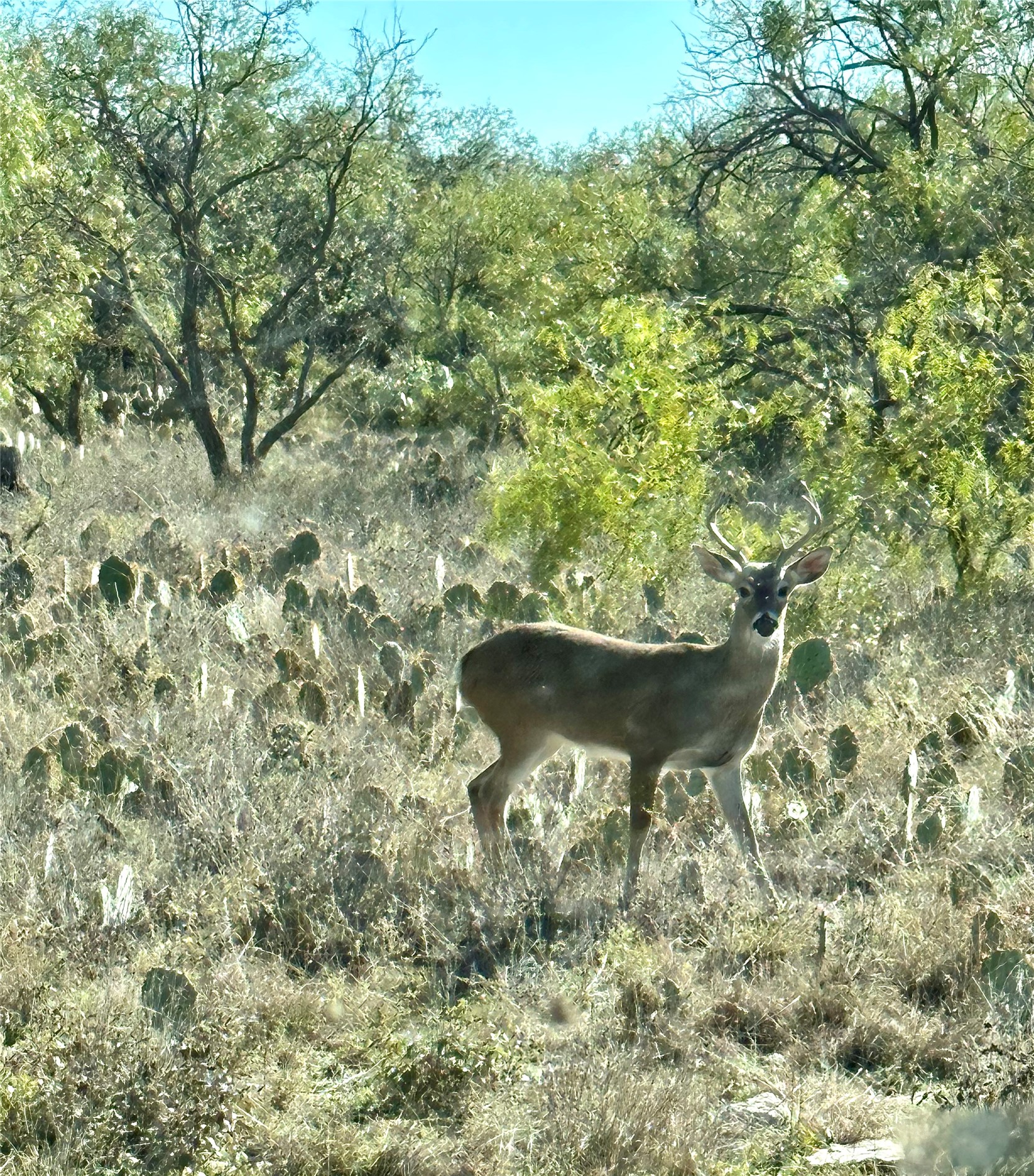 401 Fallow Spur Melvin TX 76858