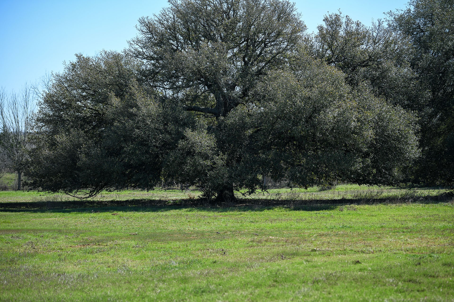 784 Main Loop Waelder TX 78959