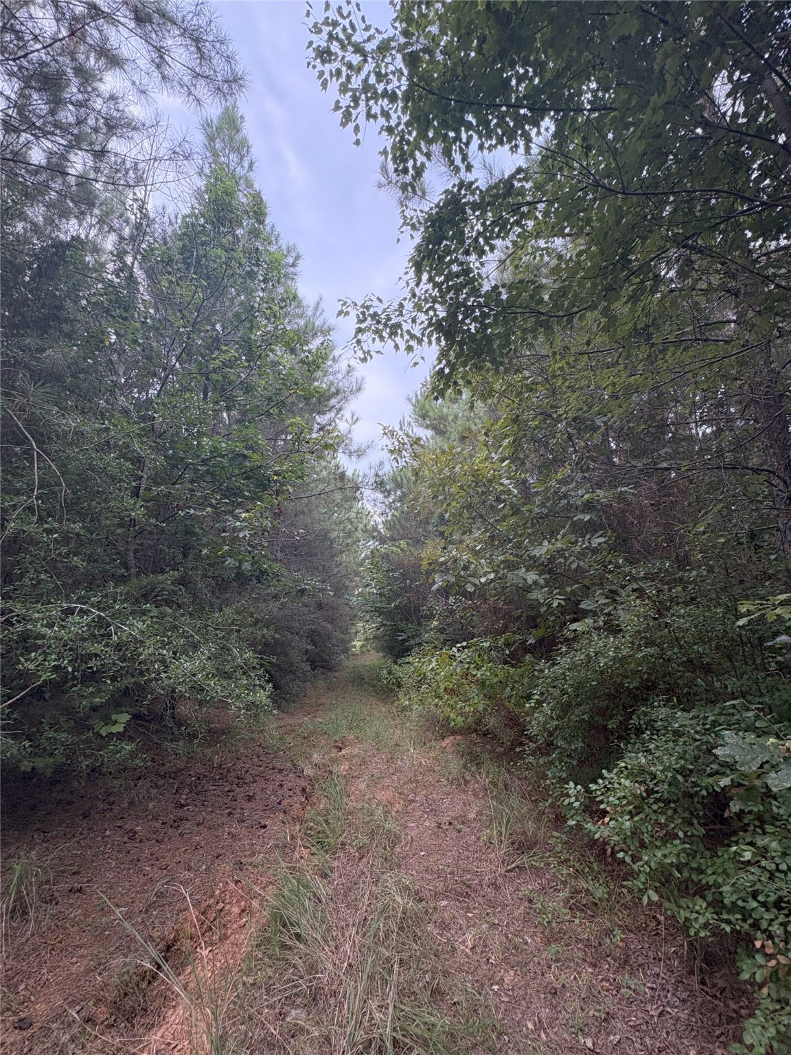 1388 County Road 1060 Center TX 75935