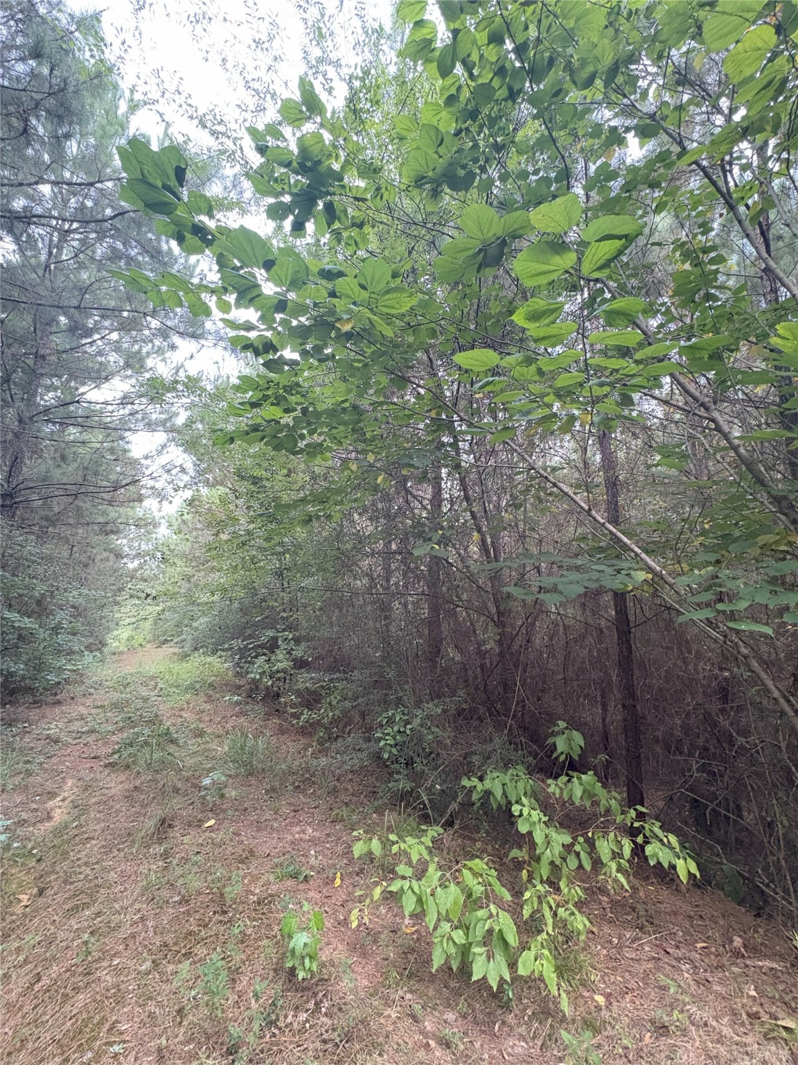 1388 County Road 1060 Center TX 75935