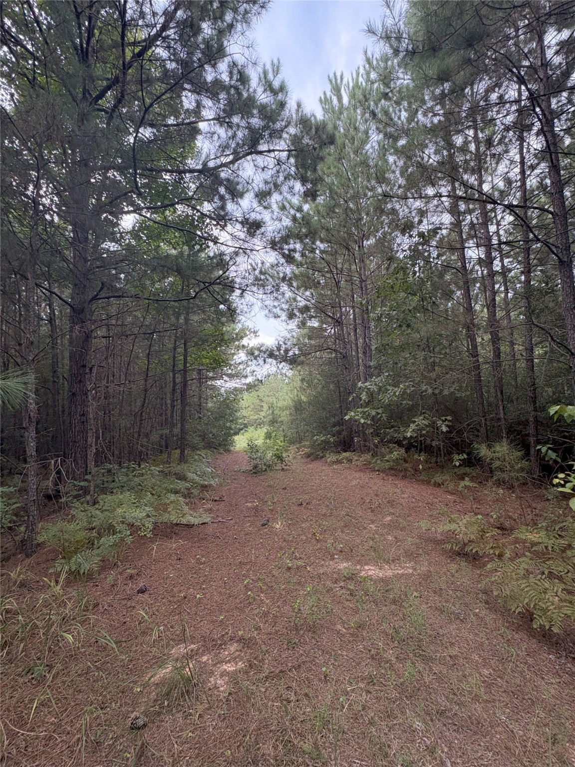 1388 County Road 1060 Center TX 75935