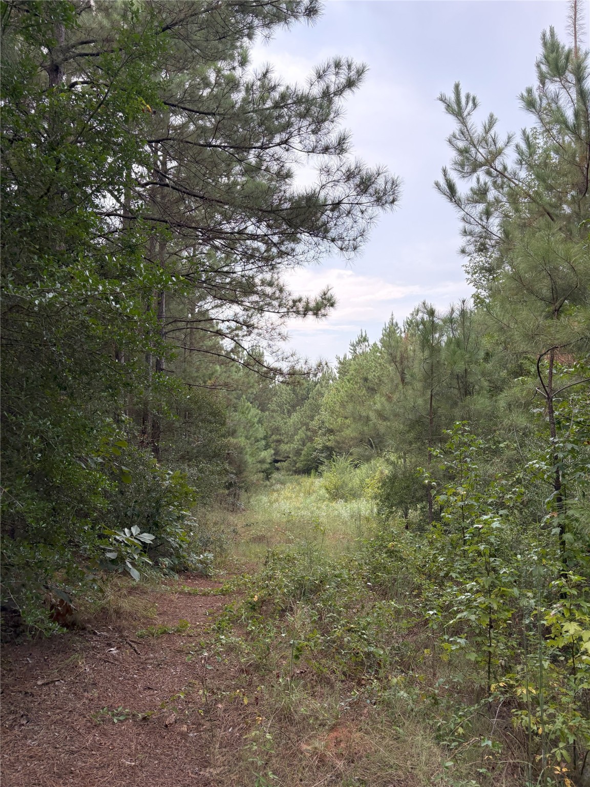 1388 County Road 1060 Center TX 75935