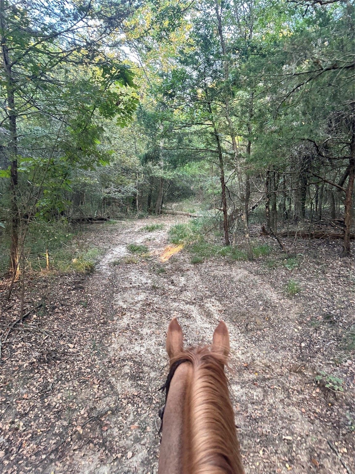 Tbd County Road 3226 Lone Oak TX 75453