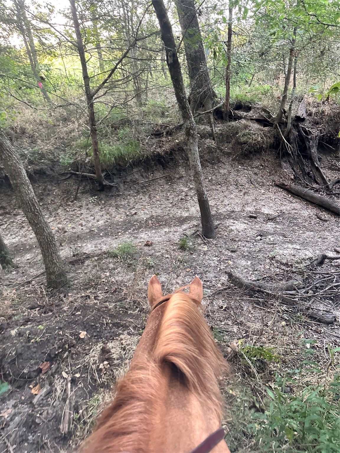 Tbd County Road 3226 Lone Oak TX 75453
