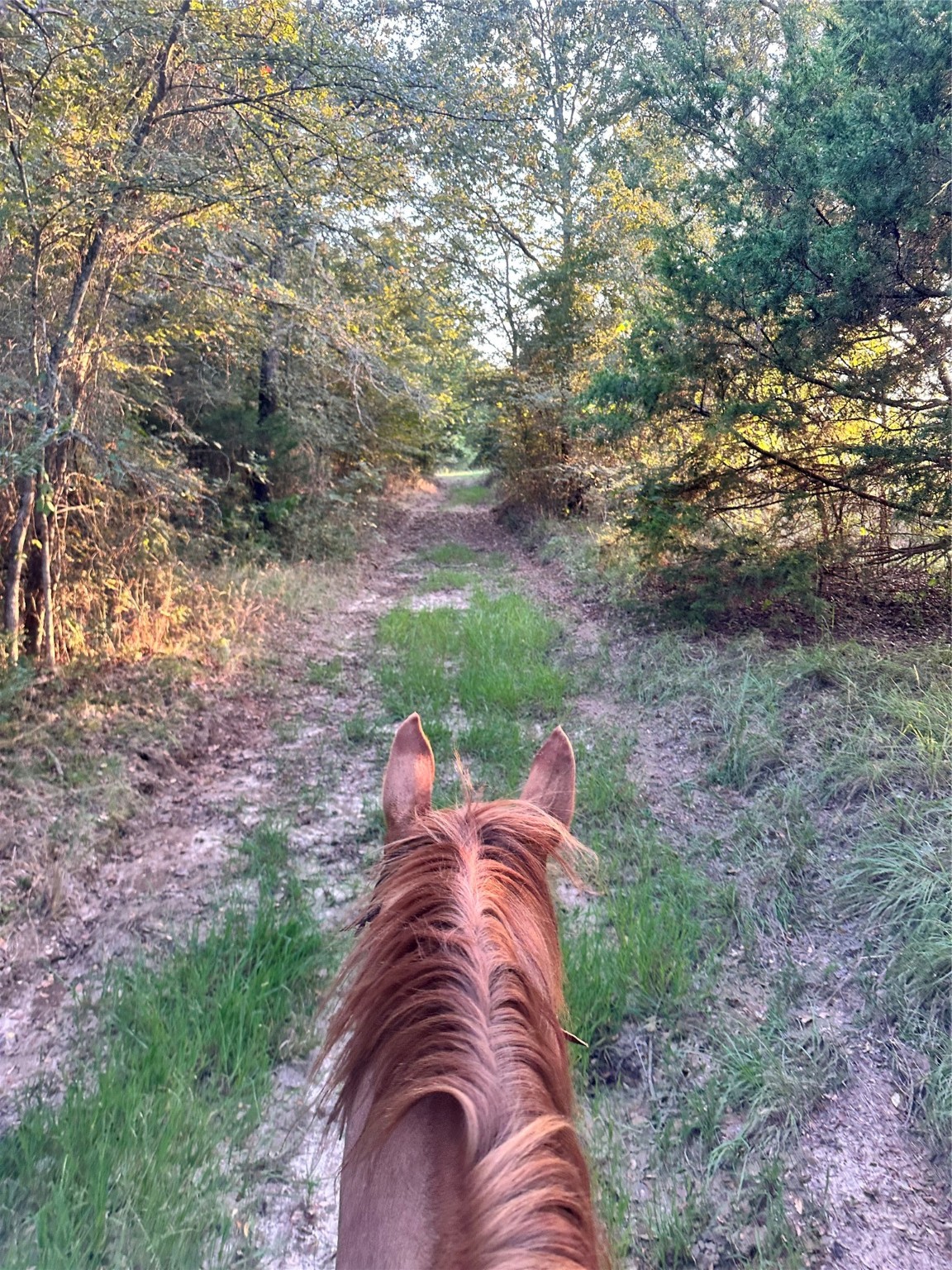 Tbd County Road 3226 Lone Oak TX 75453