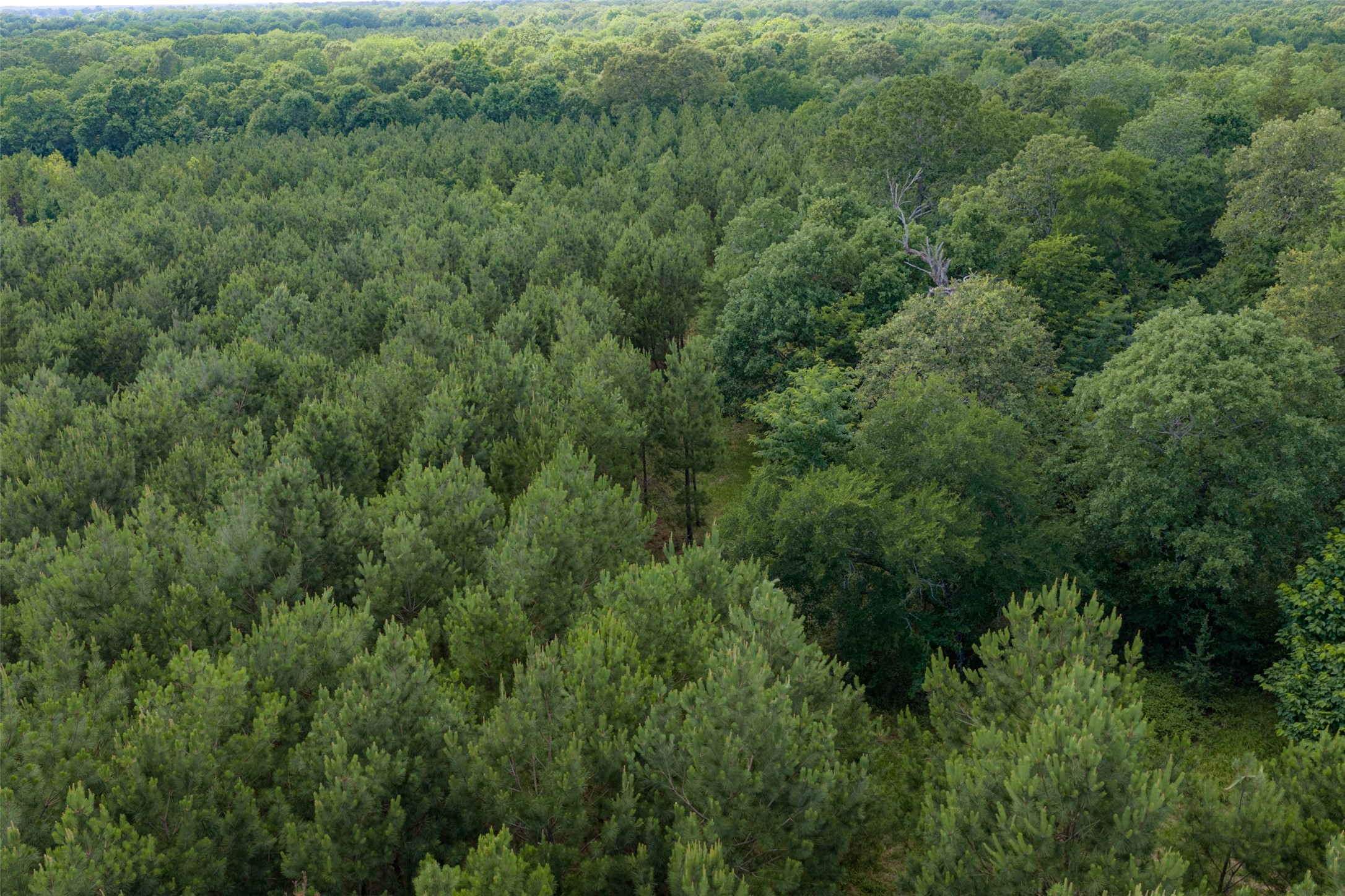 600 Anderson County Road 2805 Tennessee Colony TX 75861