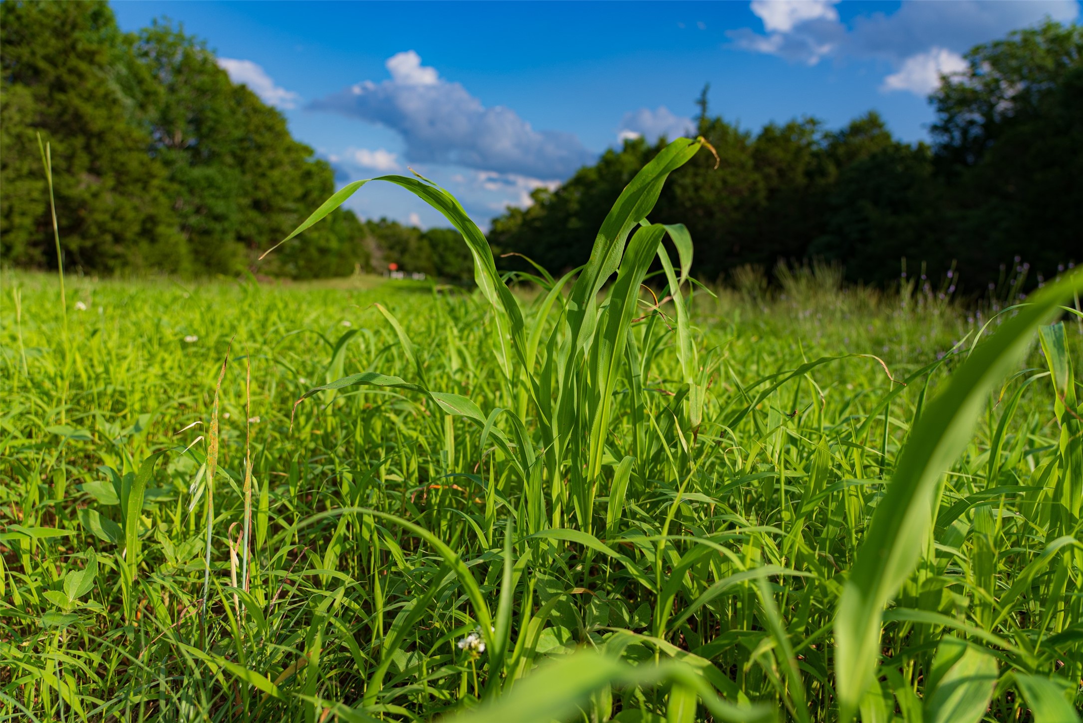 600 Anderson County Road 2805 Tennessee Colony TX 75861