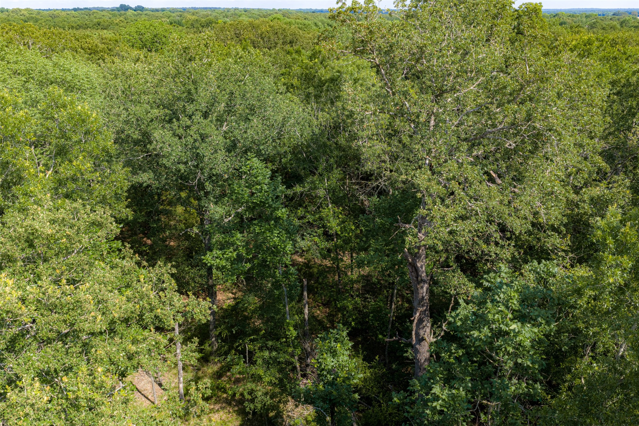 600 Anderson County Road 2805 Tennessee Colony TX 75861