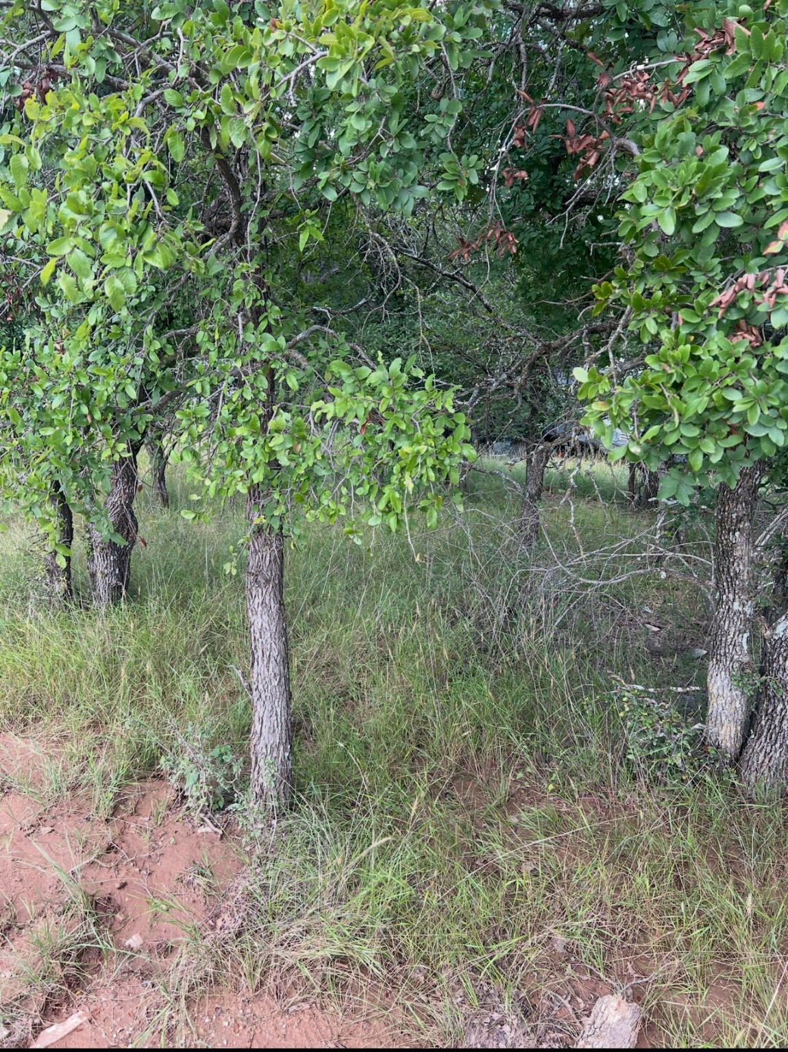 Lot 940 Oak Point Drive May TX 76857