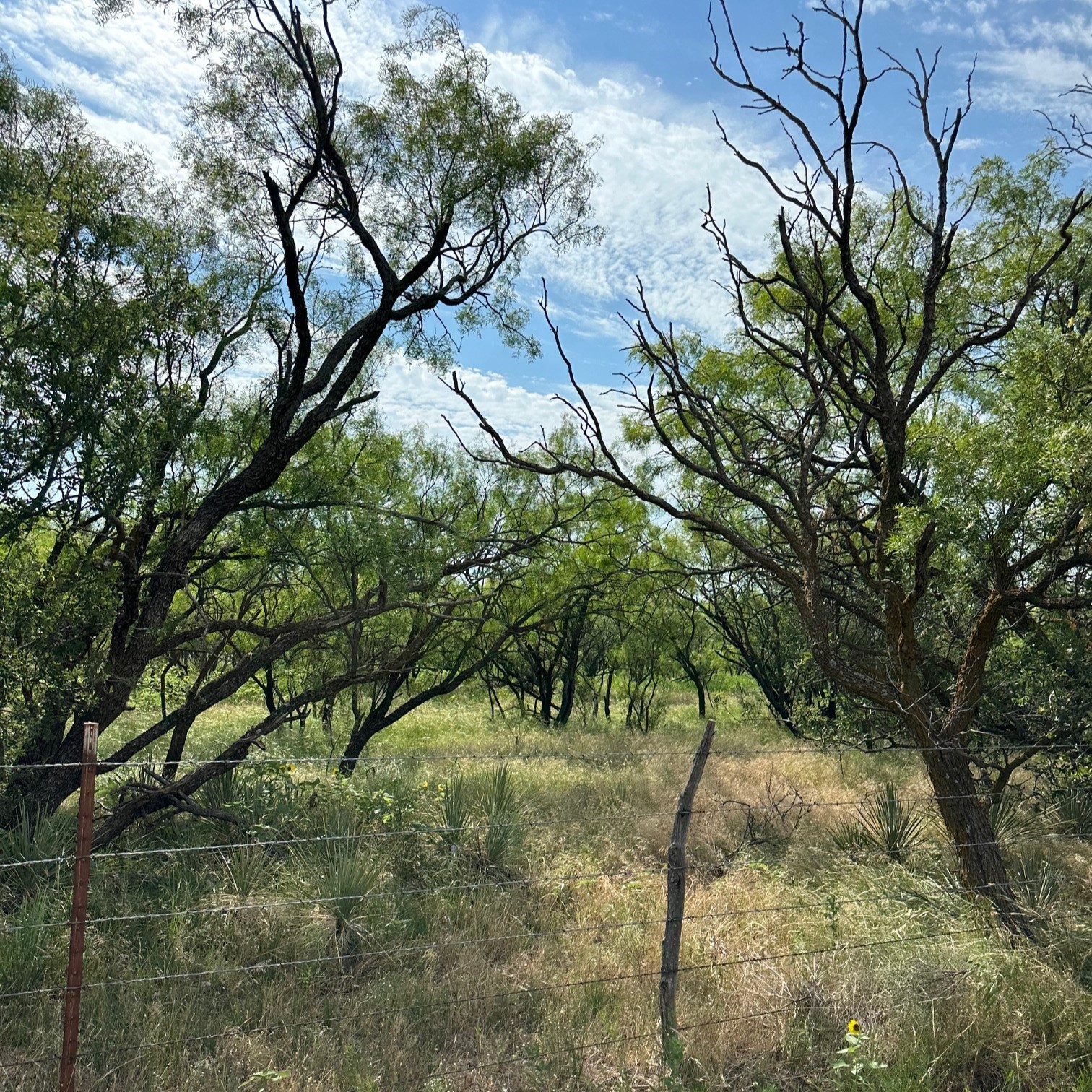 Tract 23 Cr 105 Abilene TX 79601