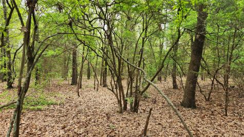 Tbd 6.16 Acres Fm 115 Scroggins TX 75480