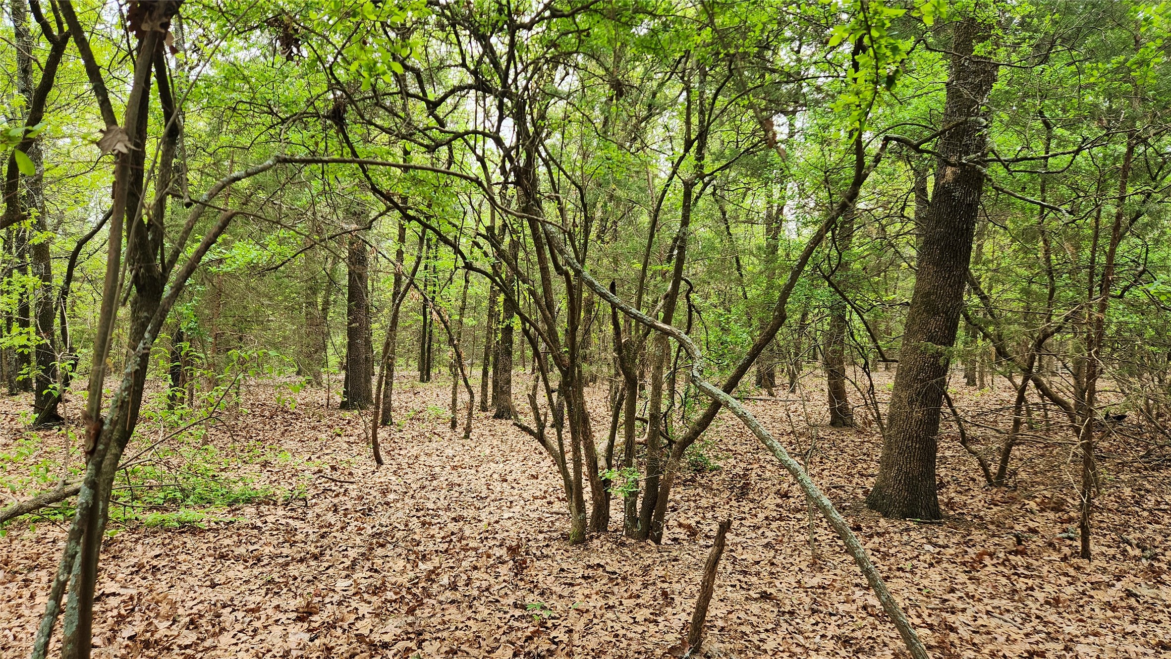 Tbd 6.16 Acres Fm 115 Scroggins TX 75480