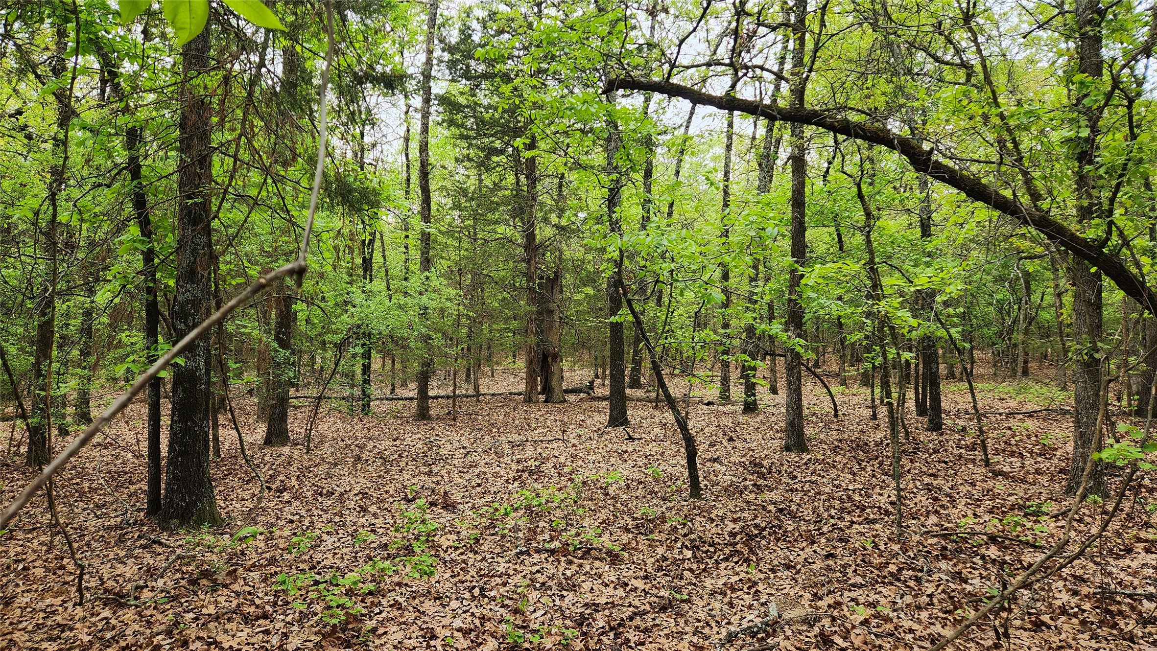 Tbd 6.16 Acres Fm 115 Scroggins TX 75480
