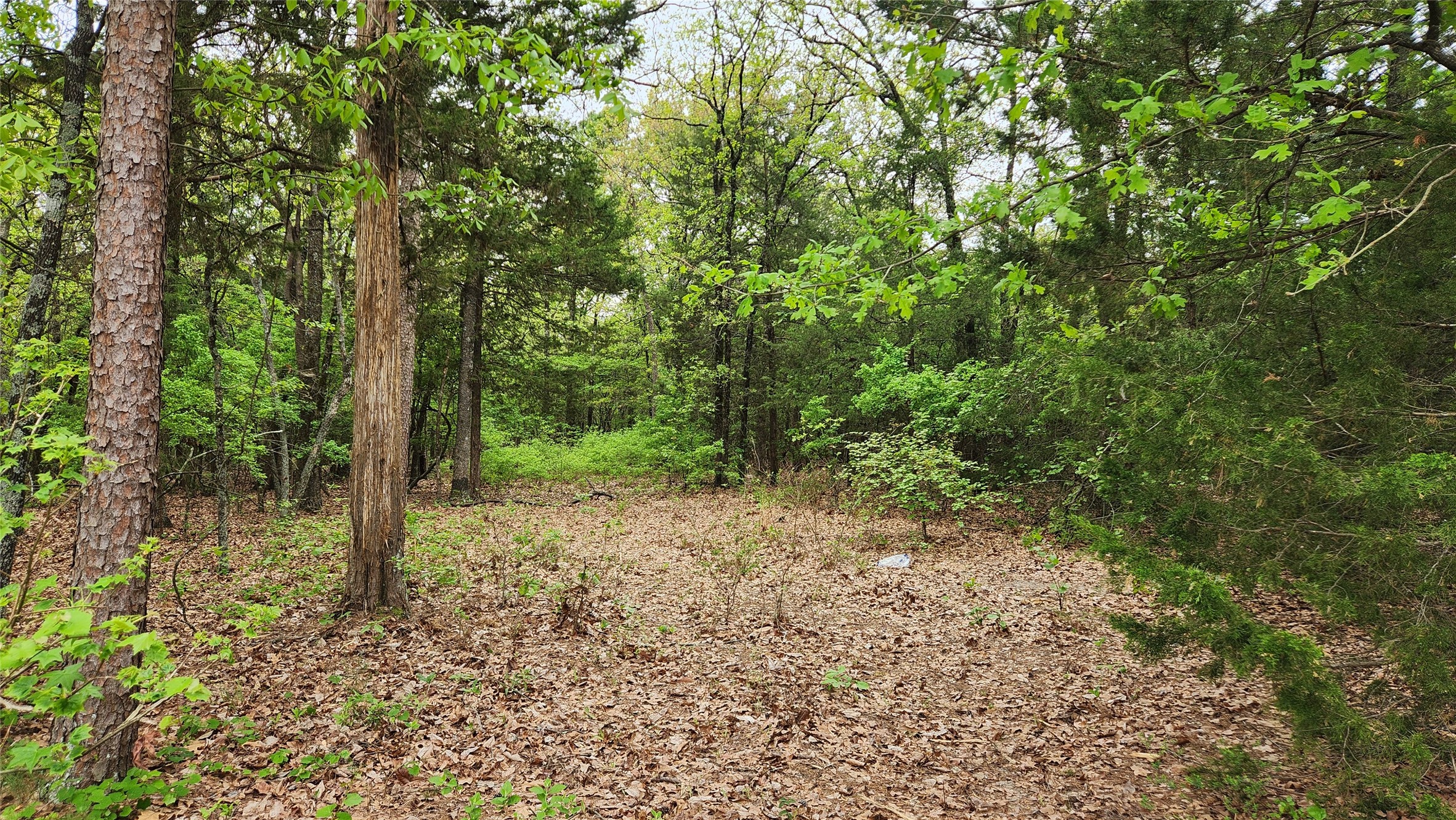 Tbd 6.16 Acres Fm 115 Scroggins TX 75480