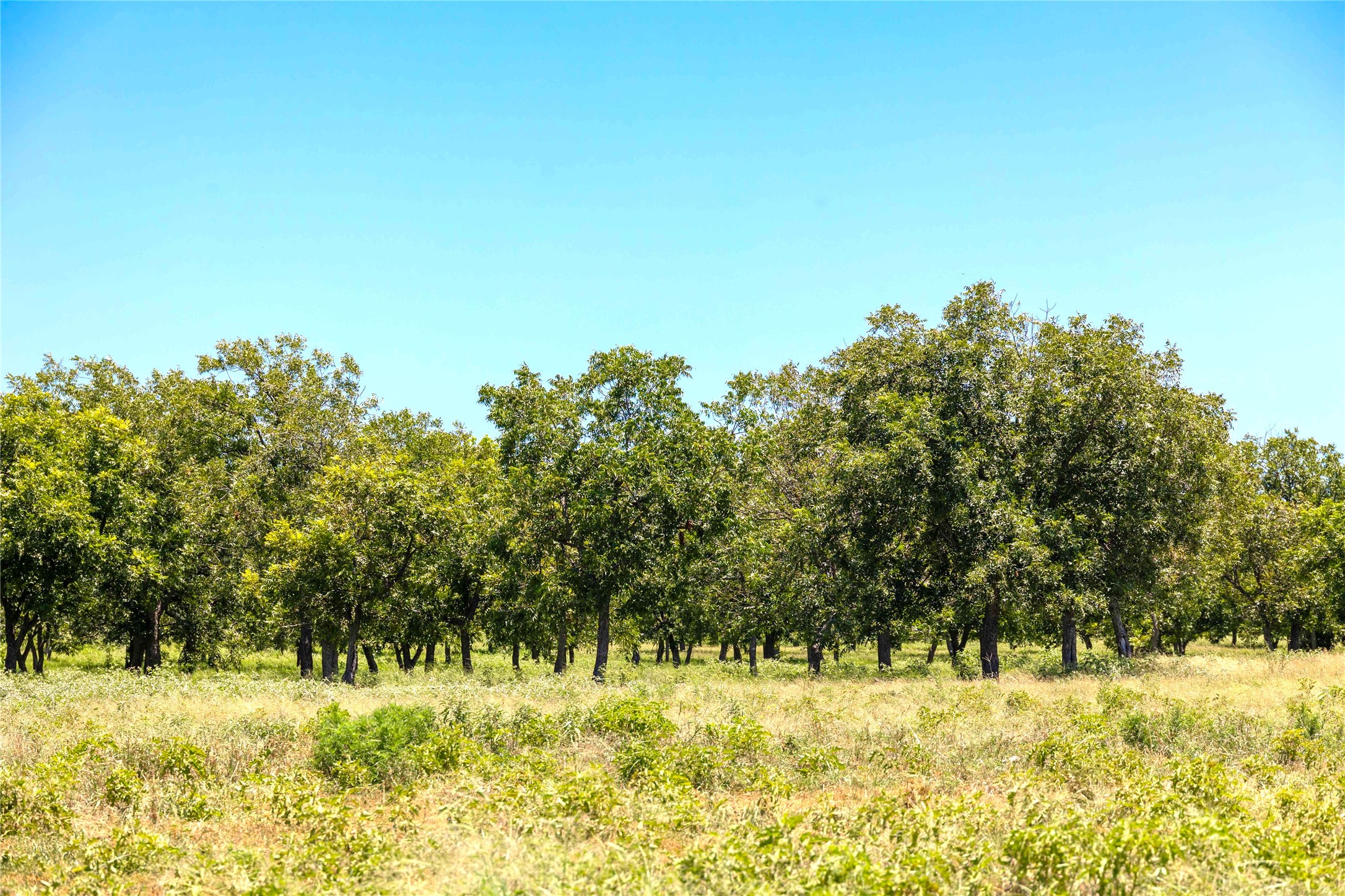 164.08 Acres Tbd Highway 2318 De Leon TX 76444