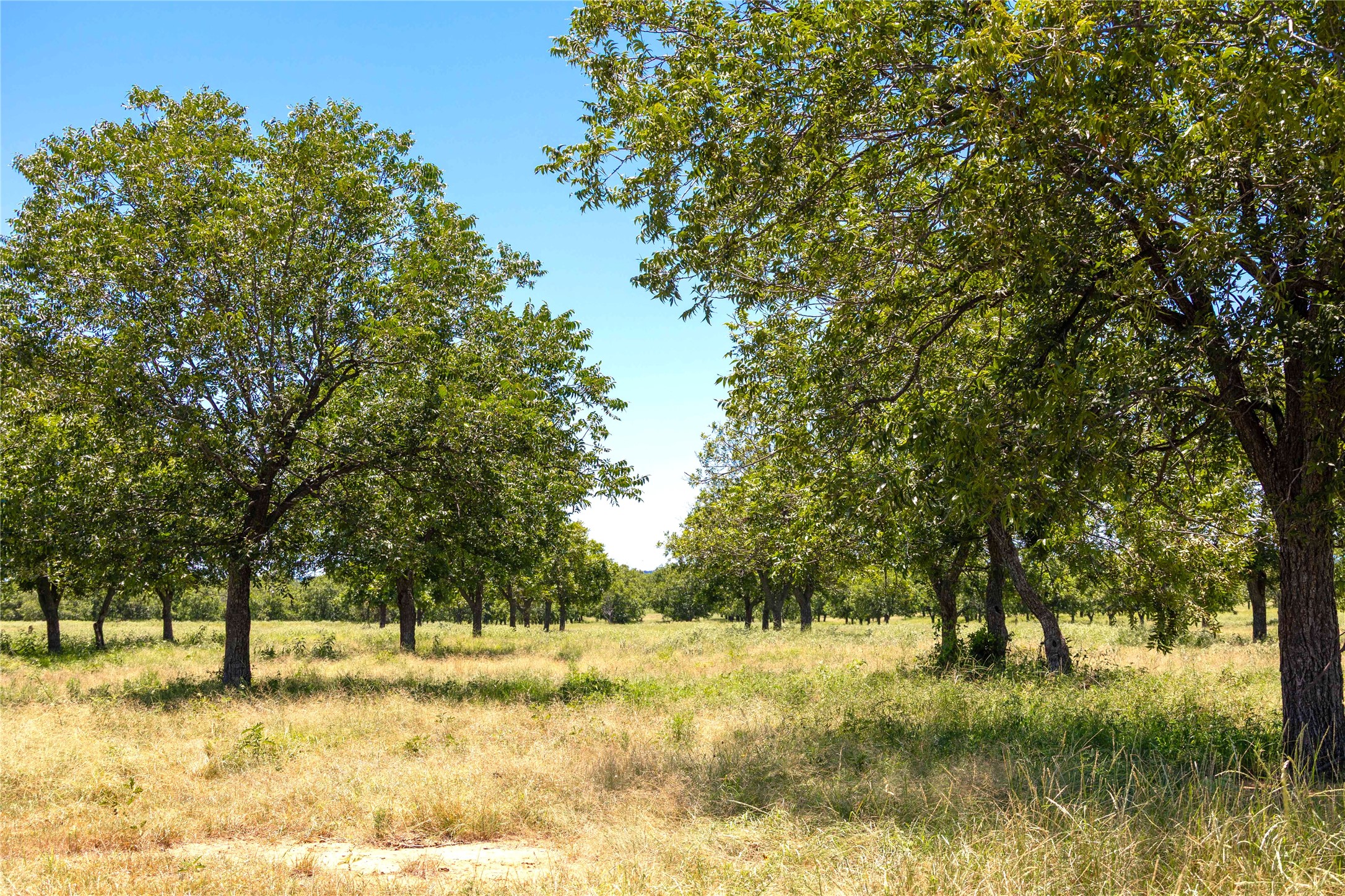 164.08 Acres Tbd Highway 2318 De Leon TX 76444