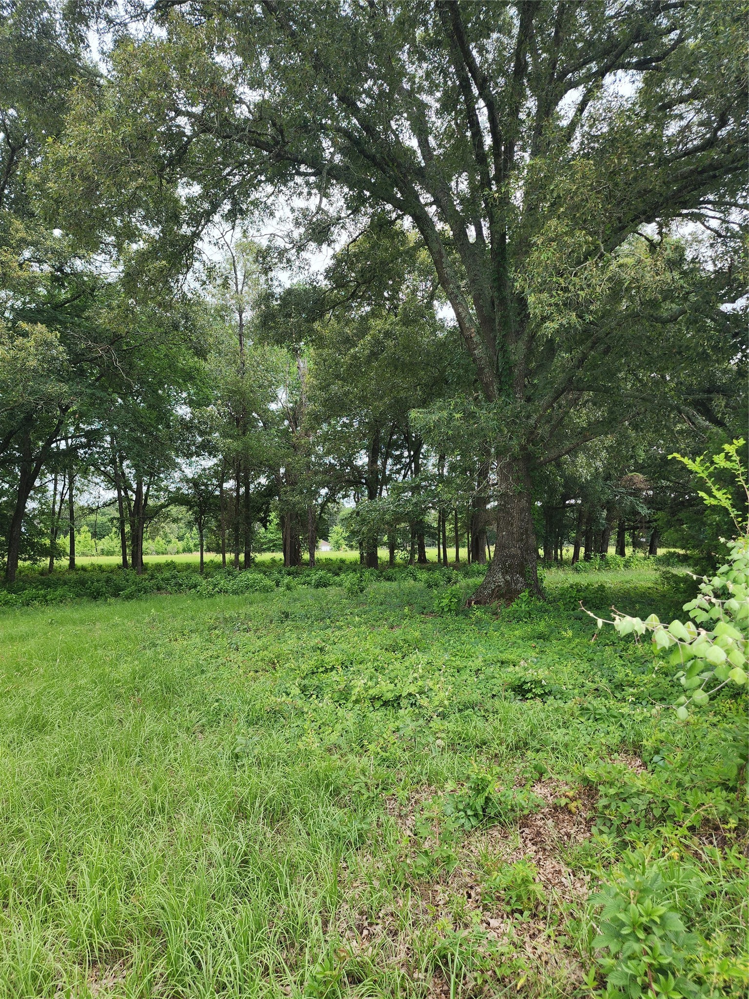 951 County Road 3800 Athens TX 75752