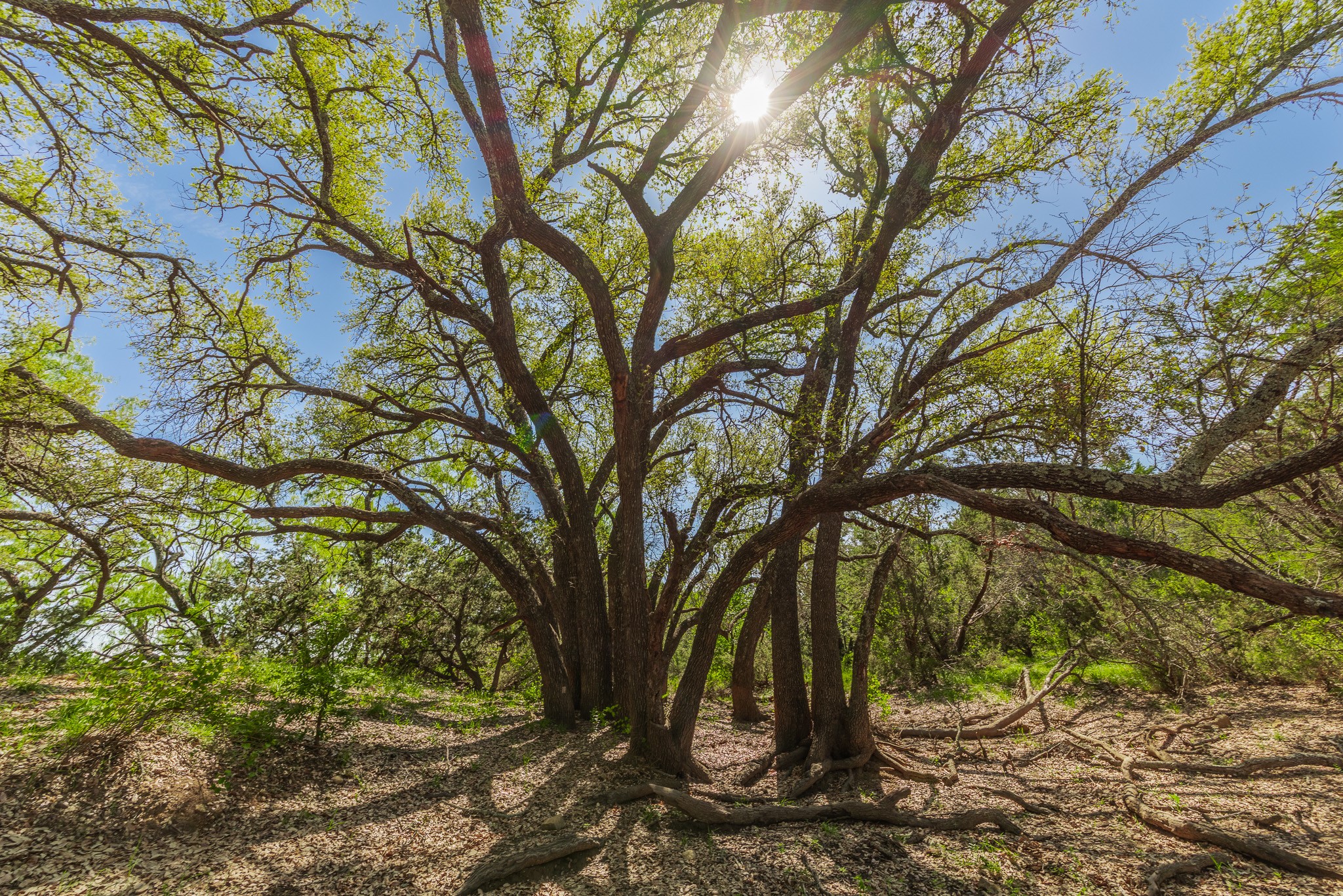 Tbd C.r. 120 Coleman TX 76834