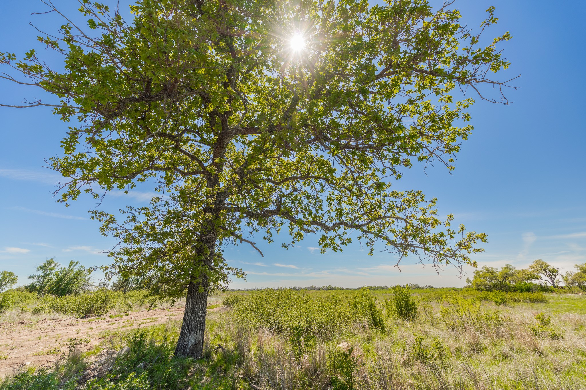 Tbd C.r. 120 Coleman TX 76834