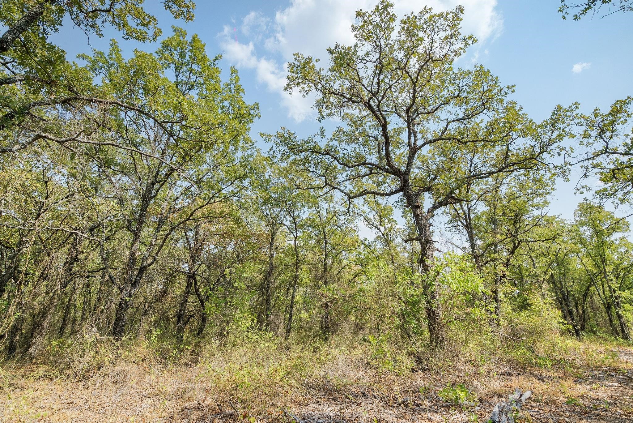 Lot 15 Double B Ranch Road S Perrin TX 76486