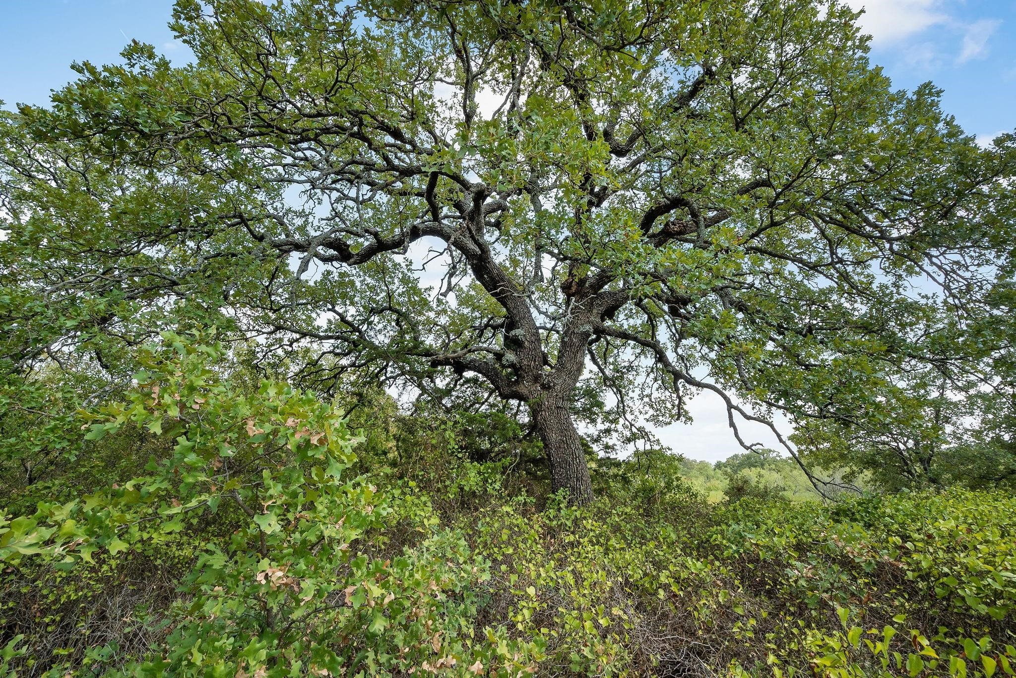 Lot 15 Double B Ranch Road S Perrin TX 76486