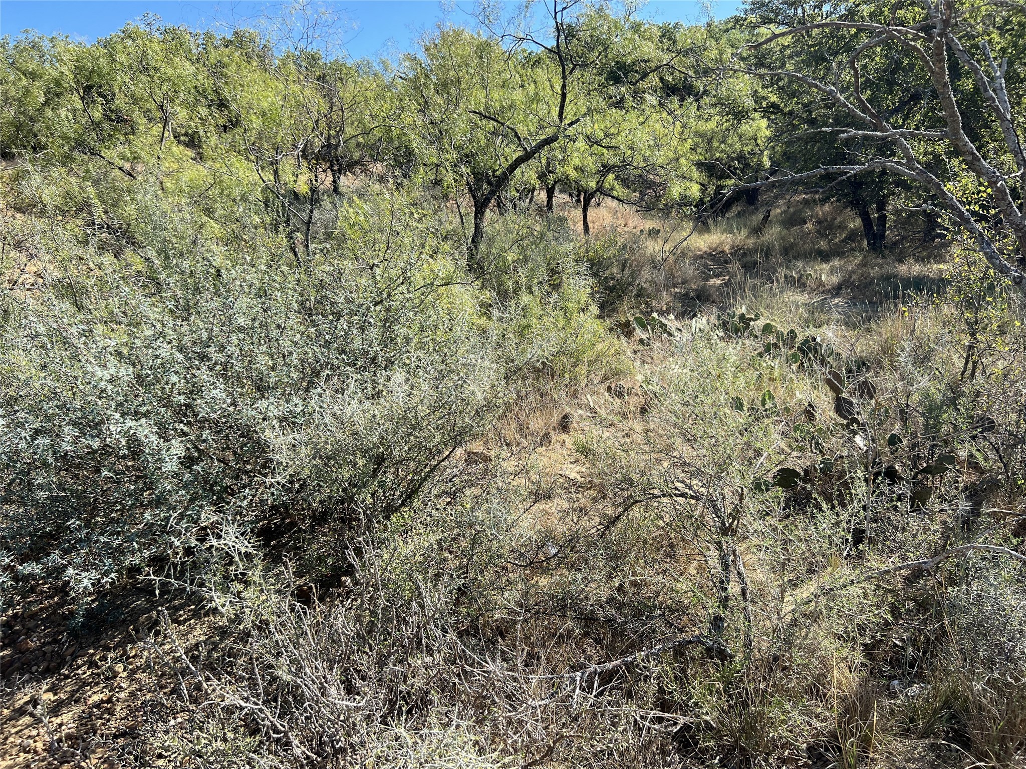Tbd Live Oak Drive May TX 76857