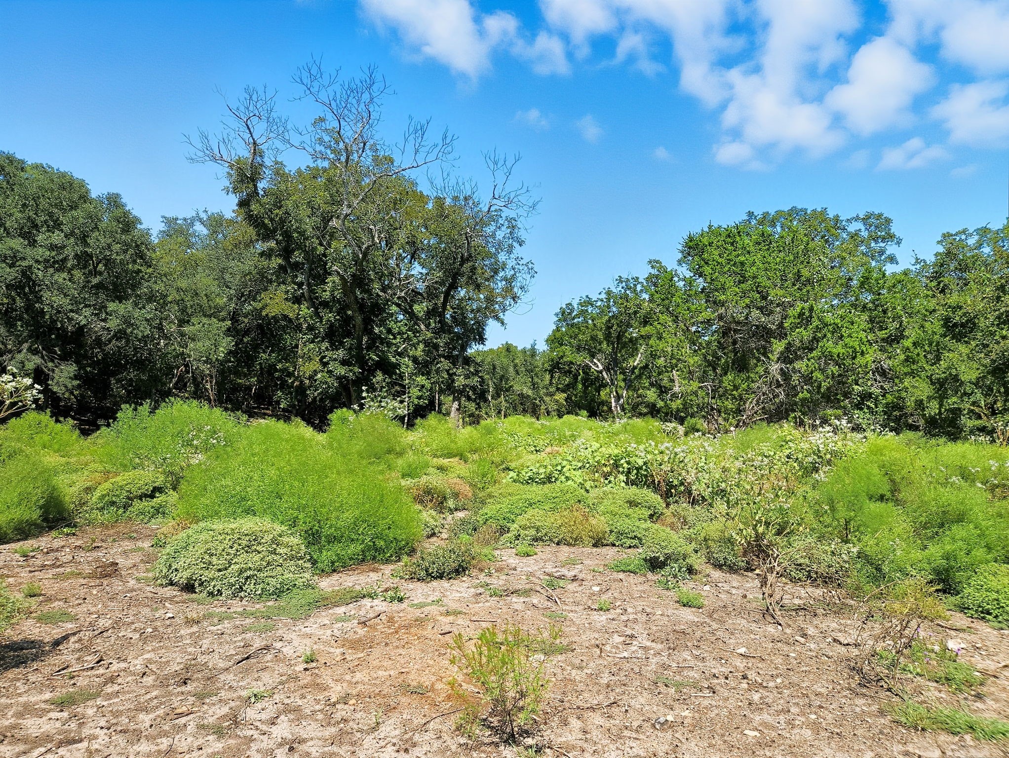 TBD-196.5 Acres Fm 116 Road Gatesville TX 76528
