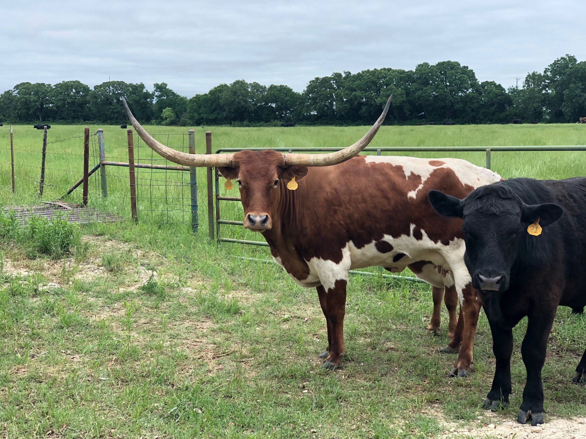 12621 Sue Lane Godley TX 76044