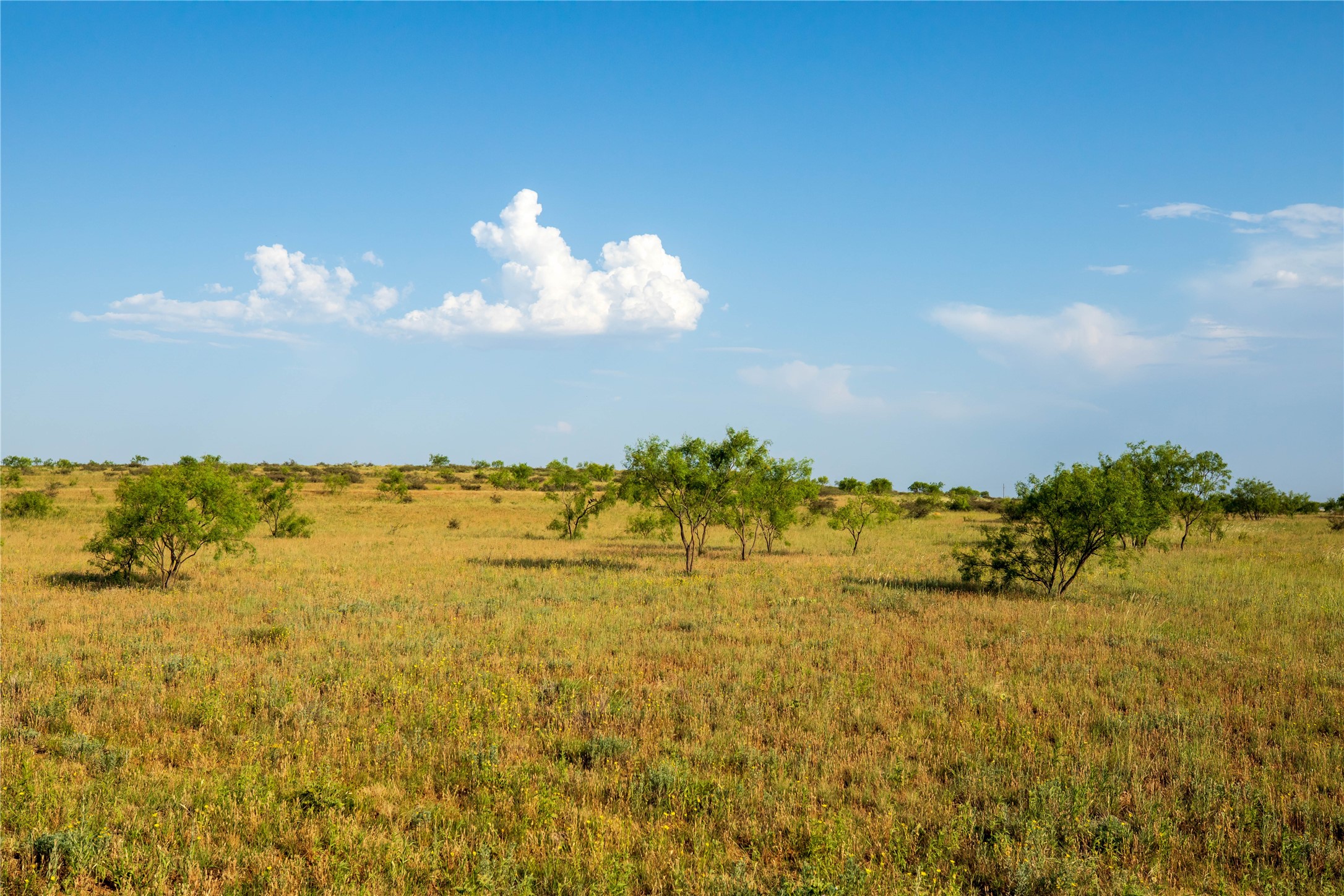 Tbd County Road 458 Colorado City TX 79512