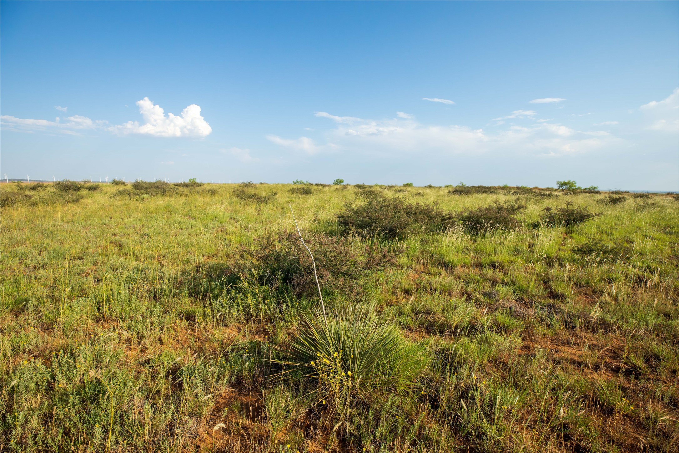 Tbd County Road 458 Colorado City TX 79512