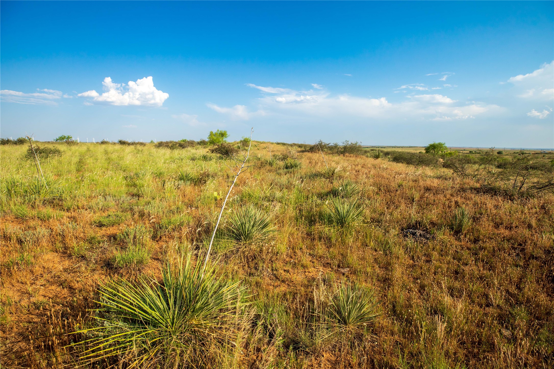 Tbd County Road 458 Colorado City TX 79512