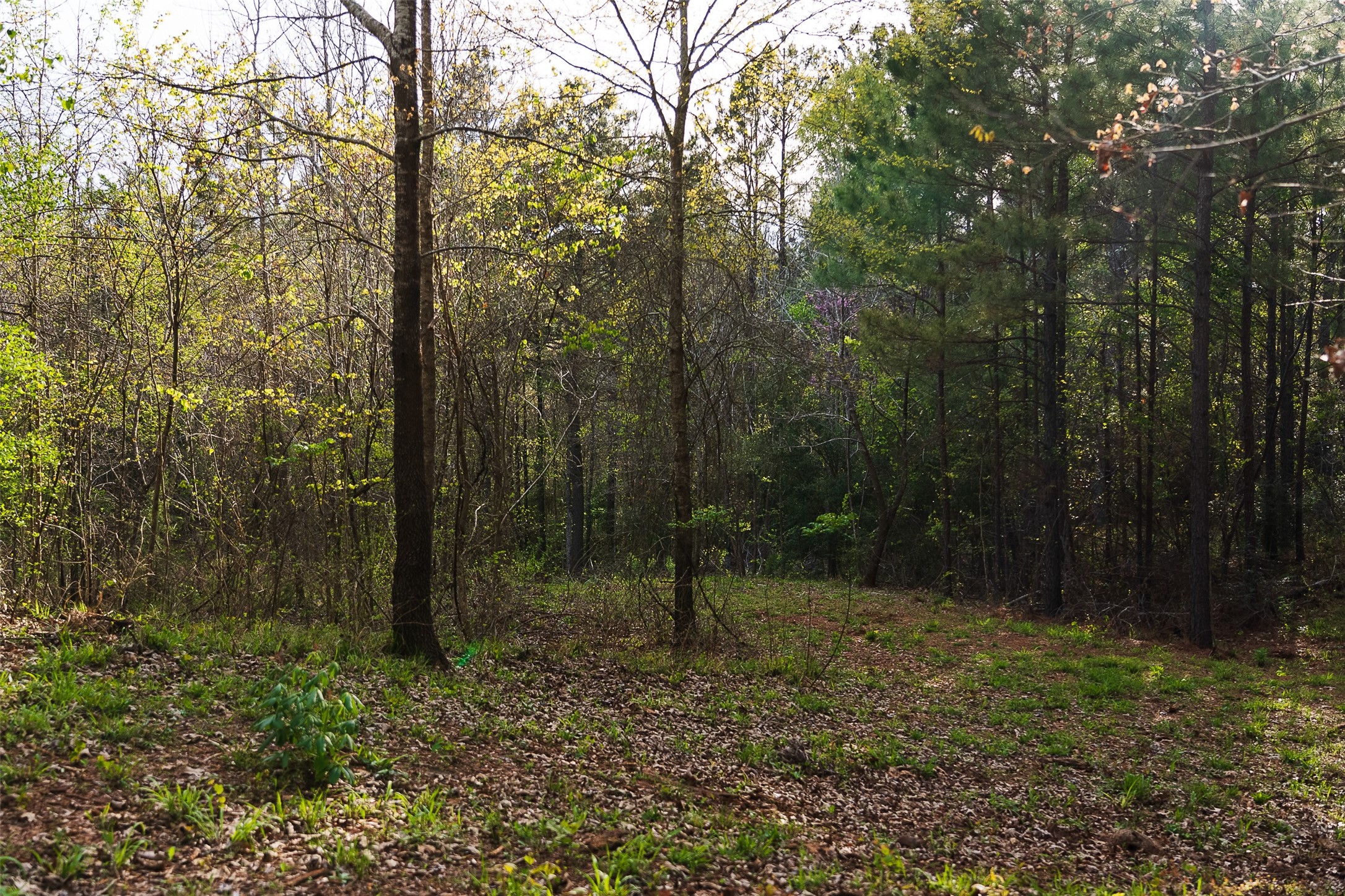 0 Off Of County Road 839 Nacogdoches TX 75964