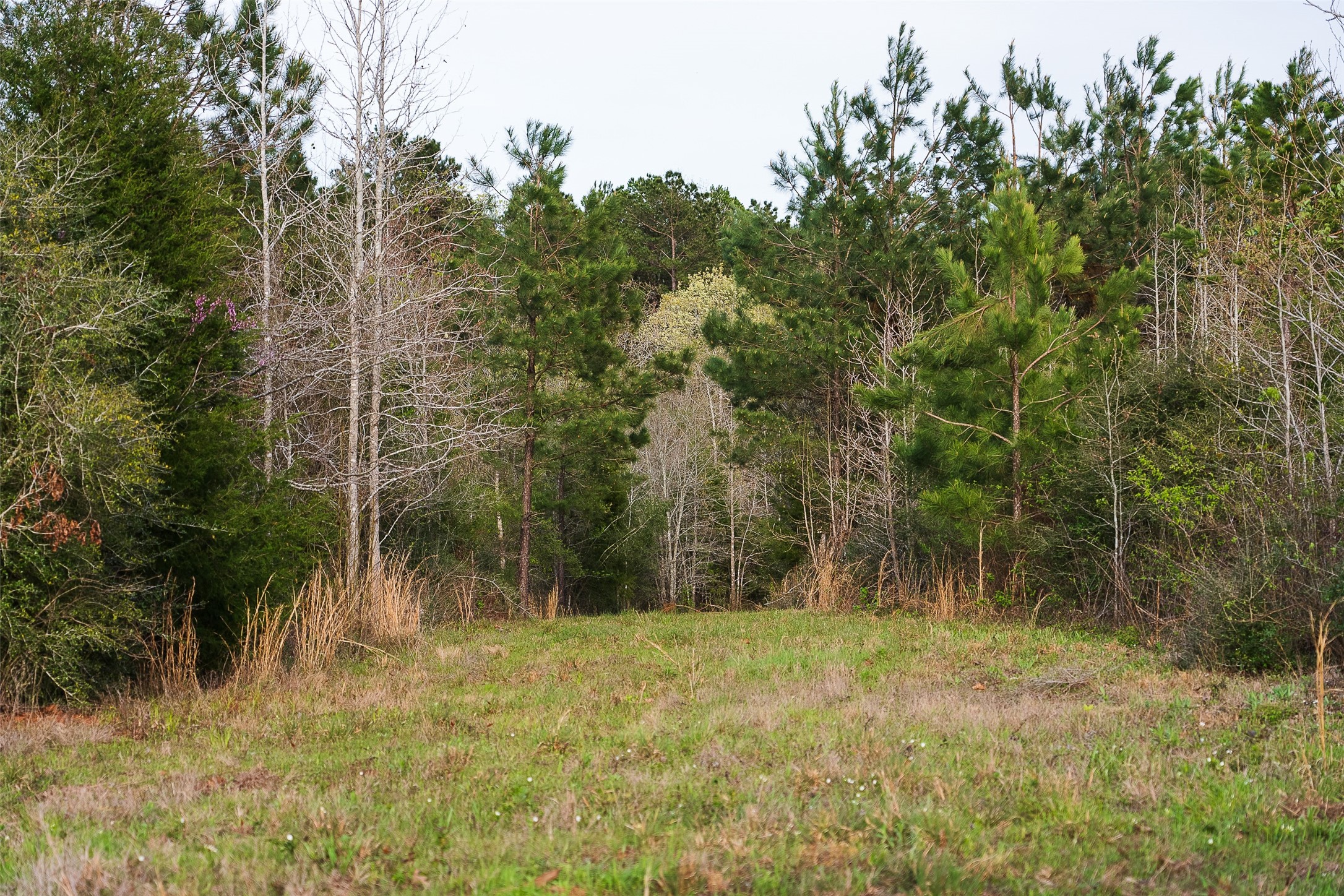 0 Off Of County Road 839 Nacogdoches TX 75964