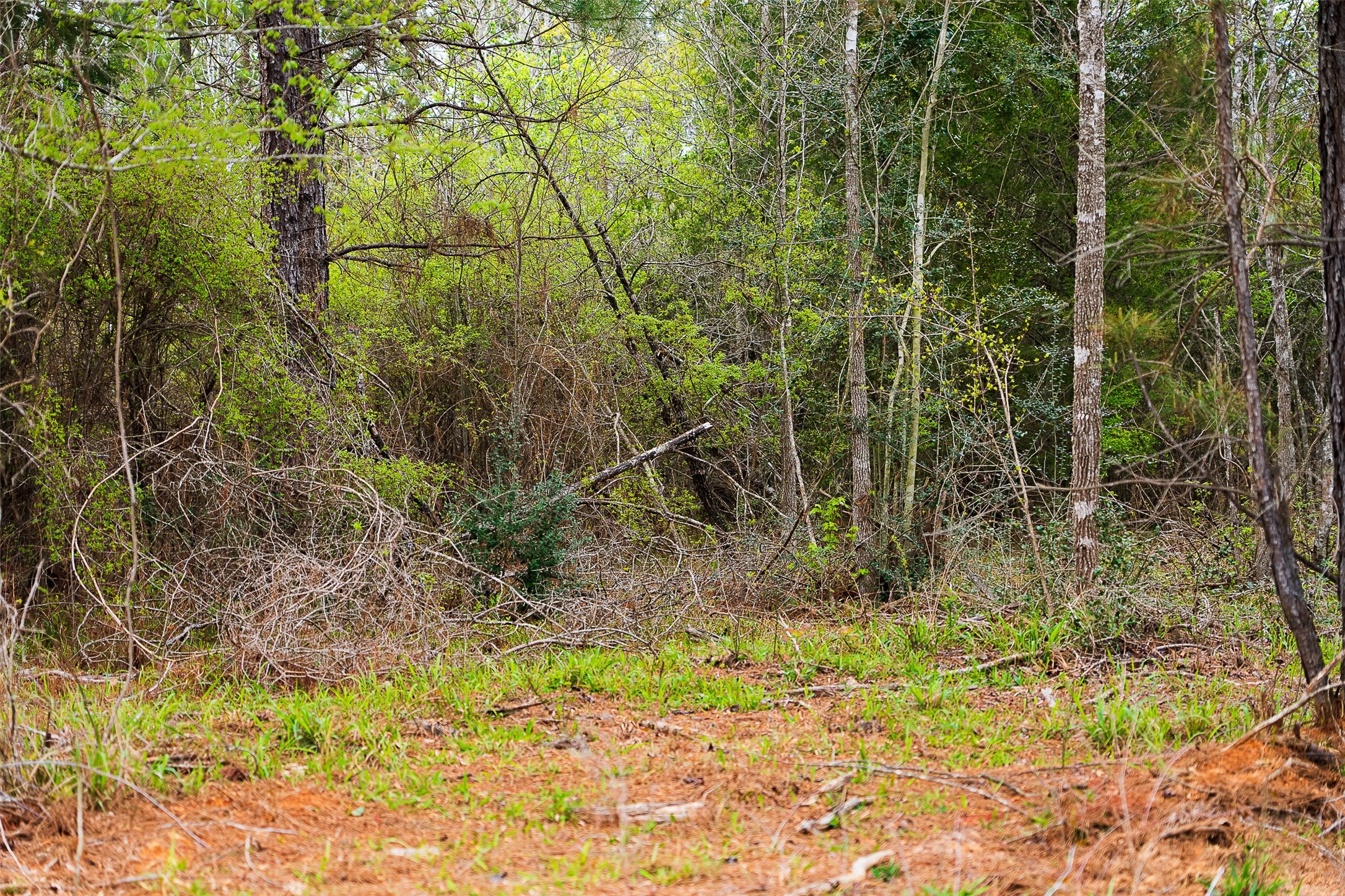 0 Off Of County Road 839 Nacogdoches TX 75964