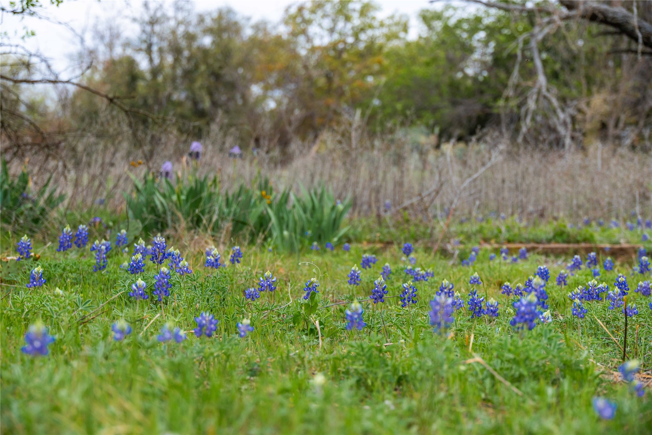 16820 County Road 429 Cross Plains TX 76443
