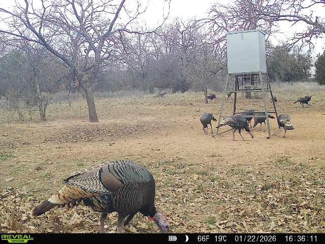 16820 County Road 429 Cross Plains TX 76443