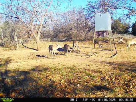 16820 County Road 429 Cross Plains TX 76443