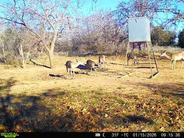 16820 County Road 429 Cross Plains TX 76443