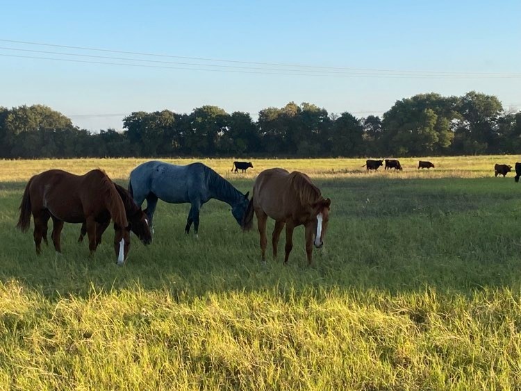 10229 County Road 335 Hawley TX 79525